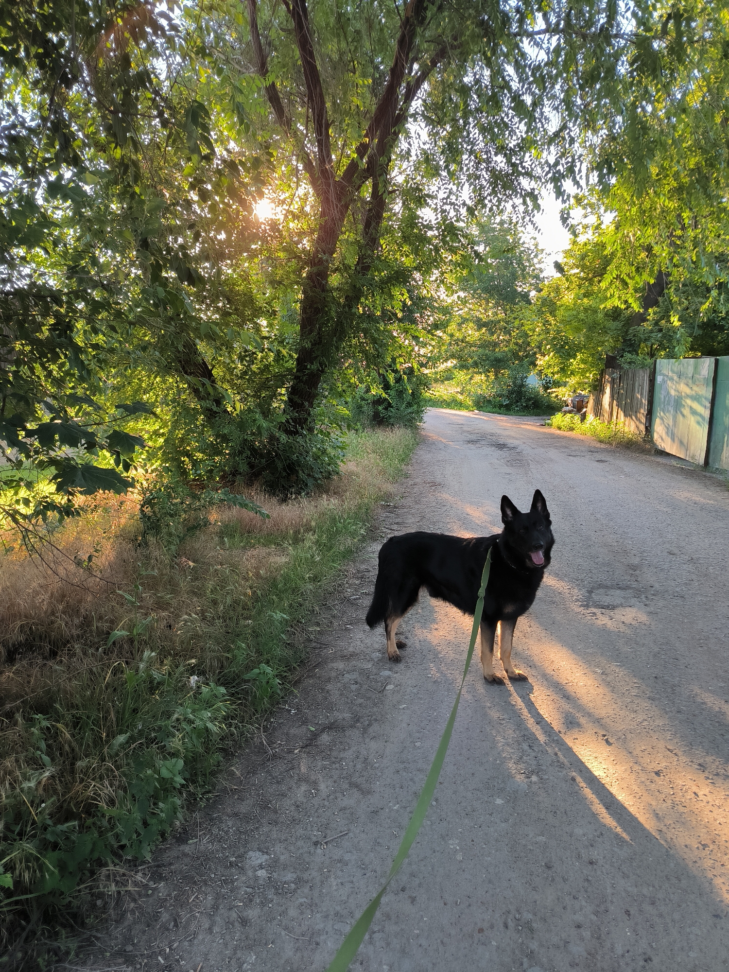 A black and tan German Shepherd stands on a dirt road in the city of Tiraspol, Moldova. The dog is wearing a green leash. The sun is setting, casting long shadows across the road. Trees and foliage line the road, with a wooden fence visible on the right side of the image. The scene appears to be a rural or suburban area.
