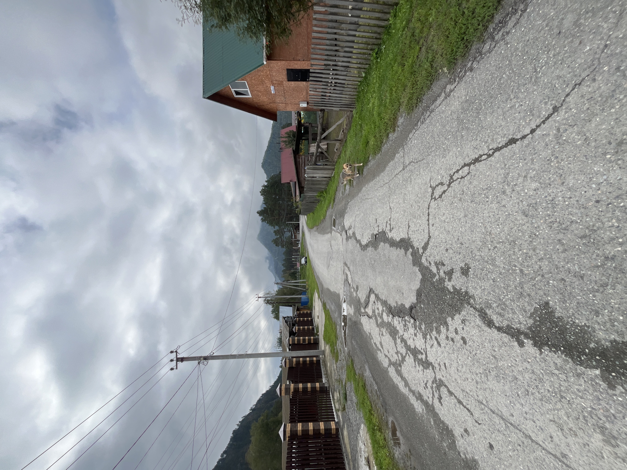 This is a street-level, wide-angle, vertical photograph taken on an overcast day in Ust-Sema, Russia. The scene depicts a cracked asphalt road running through a rural settlement. A light-colored dog is walking on the right side of the road. On the right side of the road, there is a wooden fence and a two-story brick house with a green metal roof. On the left side of the road, there is a brown and yellow brick fence with a wooden fence behind it. Further down the road, there are more houses, trees, and mountains in the background. Power lines and a utility pole are visible on the left. The road has several puddles and significant cracking, suggesting wear and tear. The overall atmosphere is somber due to the cloudy sky.