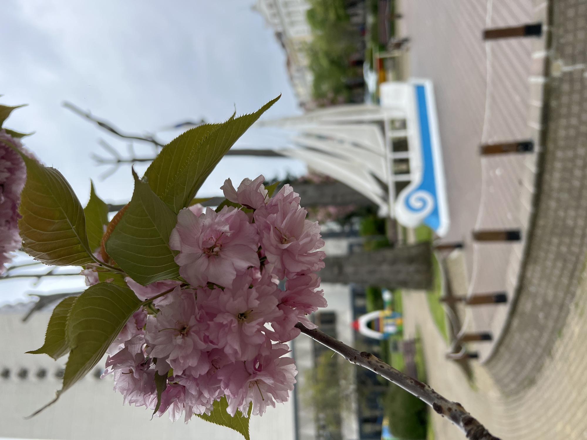 Close-up of pink cherry blossoms with green leaves on a branch. The background is a blurred outdoor scene. The scene shows a park area with a white and blue archway structure, benches, and a paved walkway. The background suggests the location is likely a park in Burgas, Bulgaria. The architectural elements and layout align with cityscapes in Burgas.