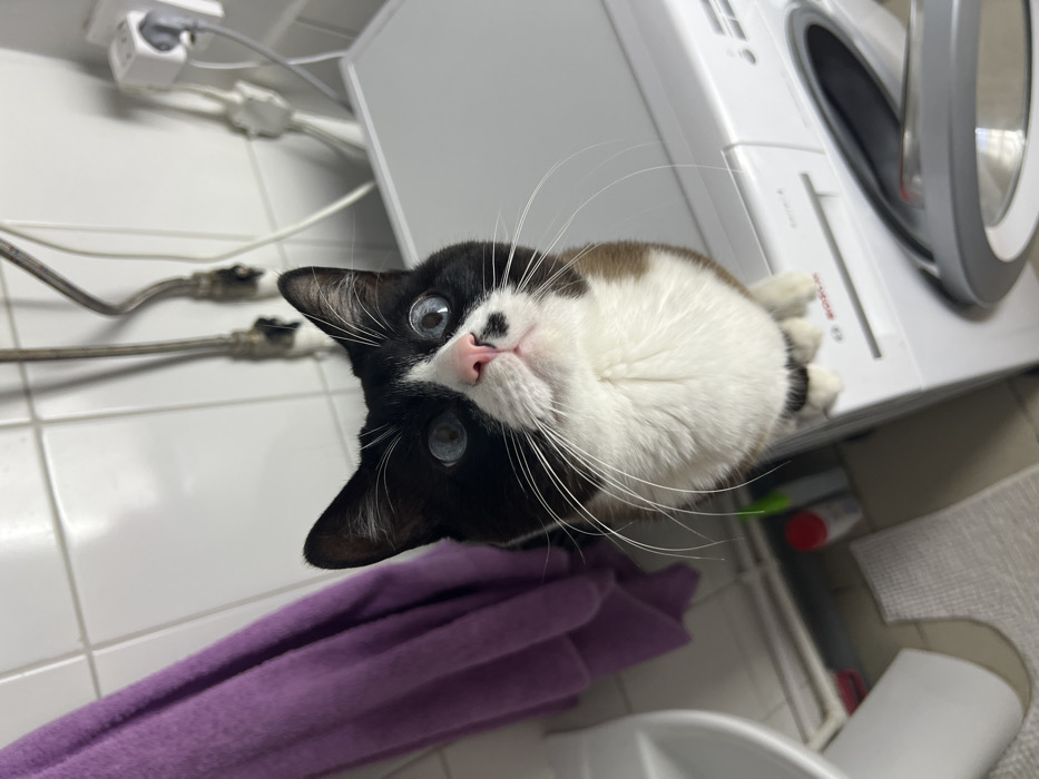A cat with black and white fur, large blue eyes, and a pink nose peers upwards. Its body rests on a white washing machine. A purple towel lies in the lower-left corner of the shot. The background features white tiles, exposed pipes, an outlet, and a white washbasin. The washing machine door is partially open.