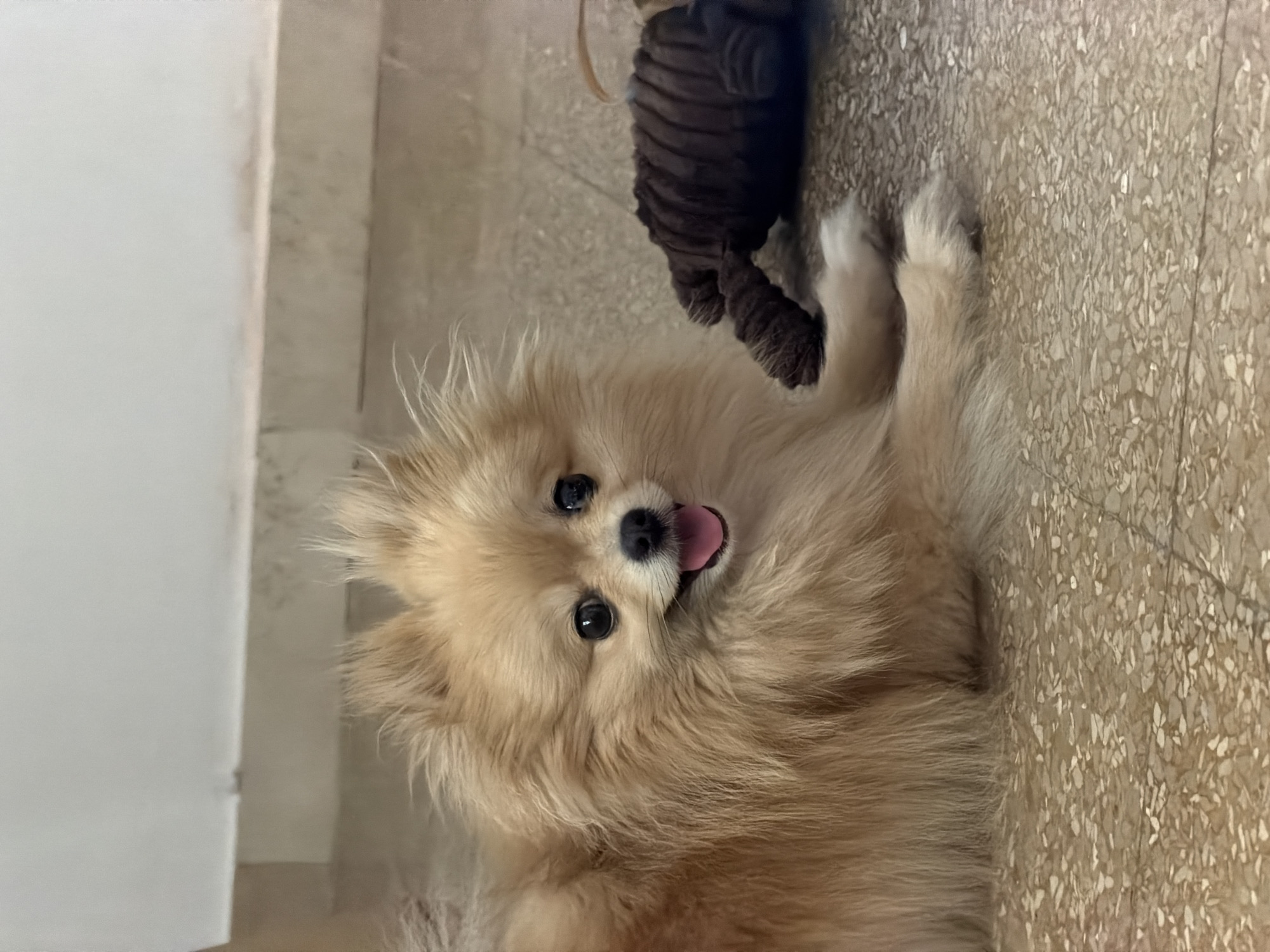 A tan Pomeranian dog lies on a speckled terrazzo floor, its head turned towards the camera with its tongue slightly out. The dog's fur is fluffy and appears light brown or tan. Next to the dog, to its right, is a dark brown, ribbed, plush dog toy. The background consists of a light-colored wall with a horizontal band of darker material running across it, likely a baseboard or ledge. The scene appears to be indoors, possibly in a residential setting. There is no indication that this image was taken in Barcelona, Spain, or any other specific city.