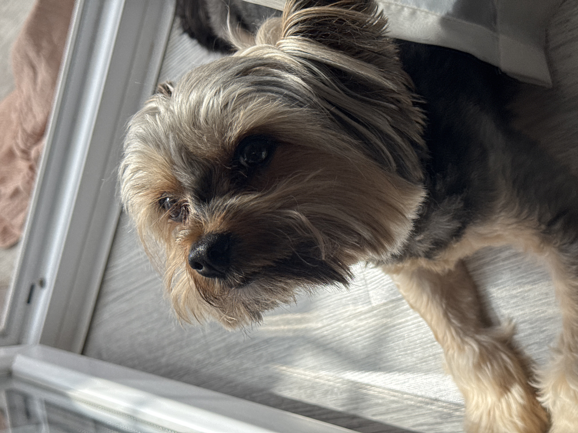 A high-angle, close-up shot features a small dog, likely a Yorkshire Terrier or a similar breed, resting indoors. The dog has multi-toned, long fur, predominantly greyish-black on its back and head, blending into warm tan and blonde shades on its face, chest, and legs. Its dark eyes are visible, reflecting light, and it appears to be looking slightly off-camera with a calm and observant expression. Its black nose is prominent in the foreground.
The dog is lying on a light-colored, possibly wooden or laminate, textured floor. Strong, natural sunlight streams into the room, creating bright highlights on the dog's fur and the floor, as well as distinct shadows, indicating a sunny day, likely morning or late afternoon. Portions of a white or light grey window frame are visible on the left and bottom edges of the image, suggesting the dog is positioned near a window. A soft, out-of-focus, light pink or beige fabric is visible in the top-left background. The scene conveys a sense of peaceful relaxation in a sunlit indoor environment in Krasnodar, Russia. There is no visible text in the image.