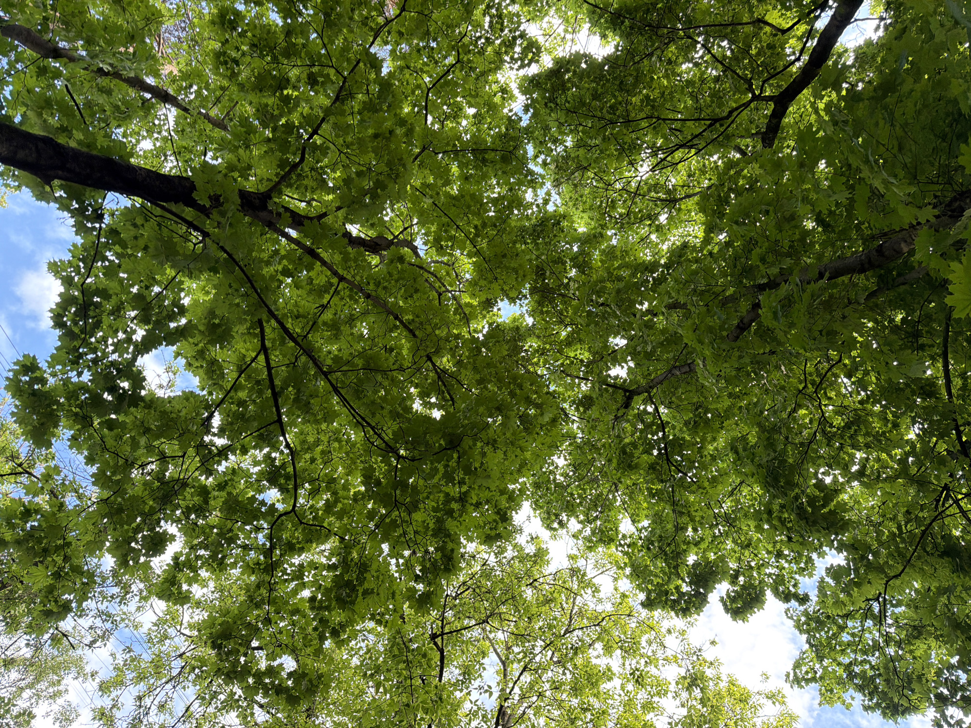 The image shows a view looking up through the canopy of trees towards a cloudy sky. The trees have green leaves, and their branches intertwine, creating a dense network. Some power lines are visible. The location is in a city.
