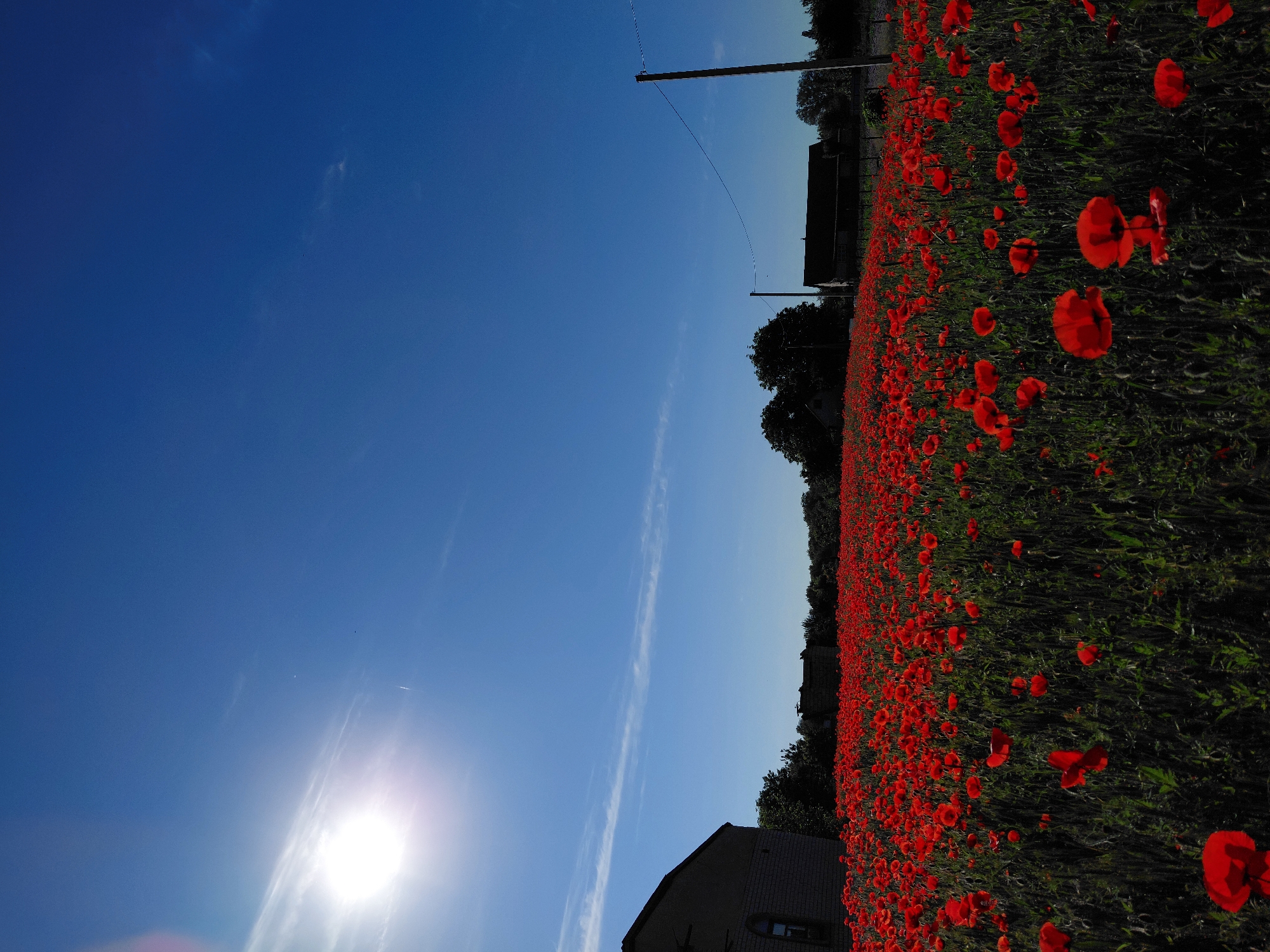 A wide-angle, sunlit vertical photograph captures a vast field of red poppies under a bright blue sky in Unknown, Unknown. The sun, emitting a strong lens flare and halo, is positioned in the upper left quadrant of the frame. Faint, wispy cirrus clouds extend horizontally across the middle of the sky. A thin, white contrail from an aircraft is visible stretching diagonally from the upper left towards the center-right. A small, dark, indistinct flying object (possibly a bird or distant drone) is present in the upper-right sky.
The lower two-thirds of the image are dominated by a dense, vibrant field of red poppies (Papaver rhoeas), with their petals ranging from deep crimson to bright scarlet. The poppies are interspersed with dark green foliage and stalks, which appear shadowed and less distinct due to the intense top-down lighting. The field gradually recedes into the background, hinting at a slight upward slope.
On the far left, a portion of a light-colored brick building with a dark roof and a single arched window is visible, mostly obscured by shadow. In the middle-ground background, behind the poppy field and a line of dark silhouetted trees, another dark, less distinct structure is visible. On the far right, two wooden utility poles stand upright, with a single power line stretching between them, extending from the right pole towards the left beyond the frame. The foreground poppies are in sharp focus, while the background elements appear slightly softer. No people or animals are explicitly visible, other than the potential small flying object.
