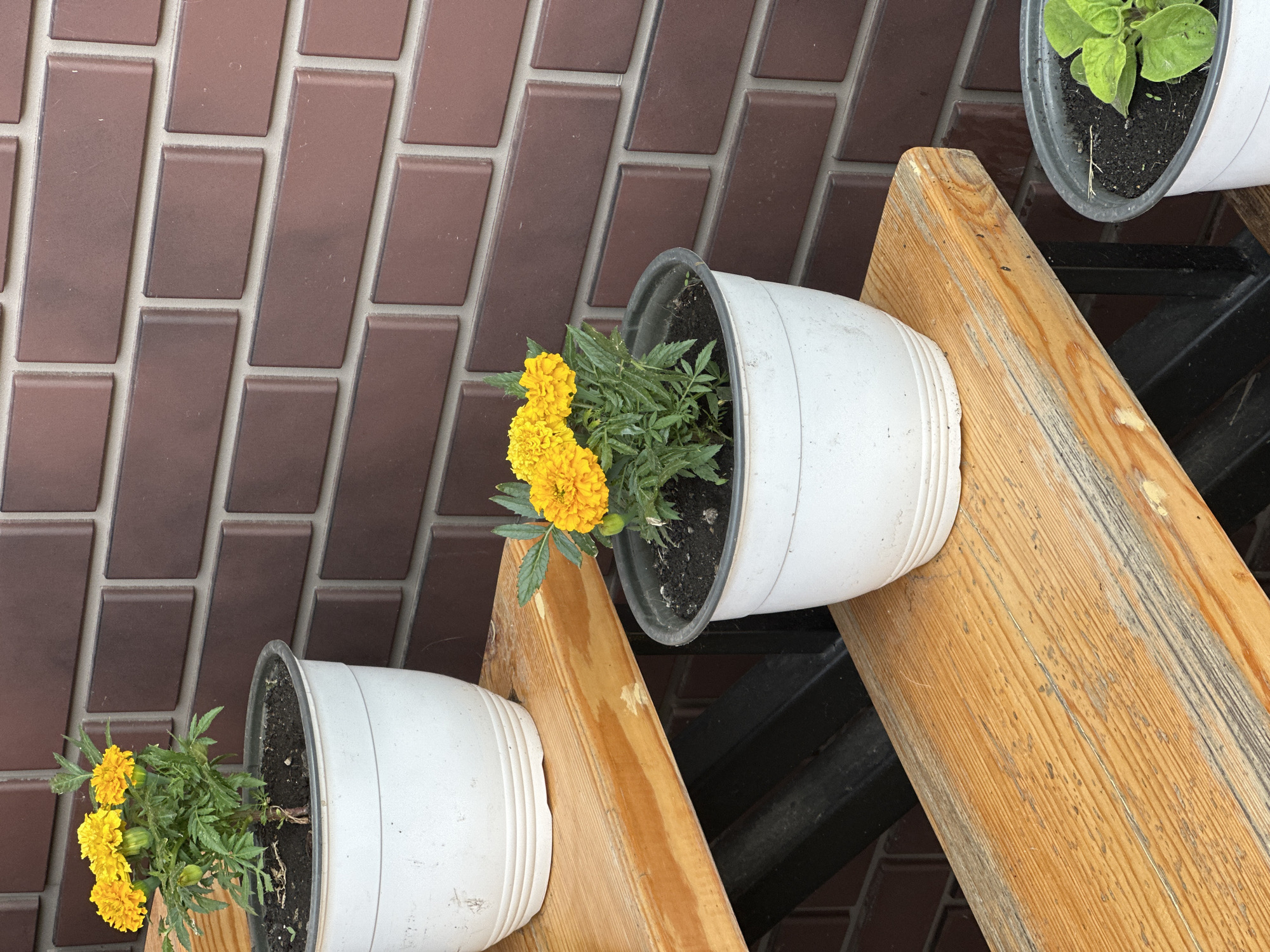 A close-up shot of three white planters containing yellow flowers and greenery on a wooden structure, likely part of an exterior staircase. The plants are set against a wall covered in brown brick-like tiles. The environment suggests an urban setting, possibly a balcony or patio area. The wood appears weathered, indicating outdoor exposure.
