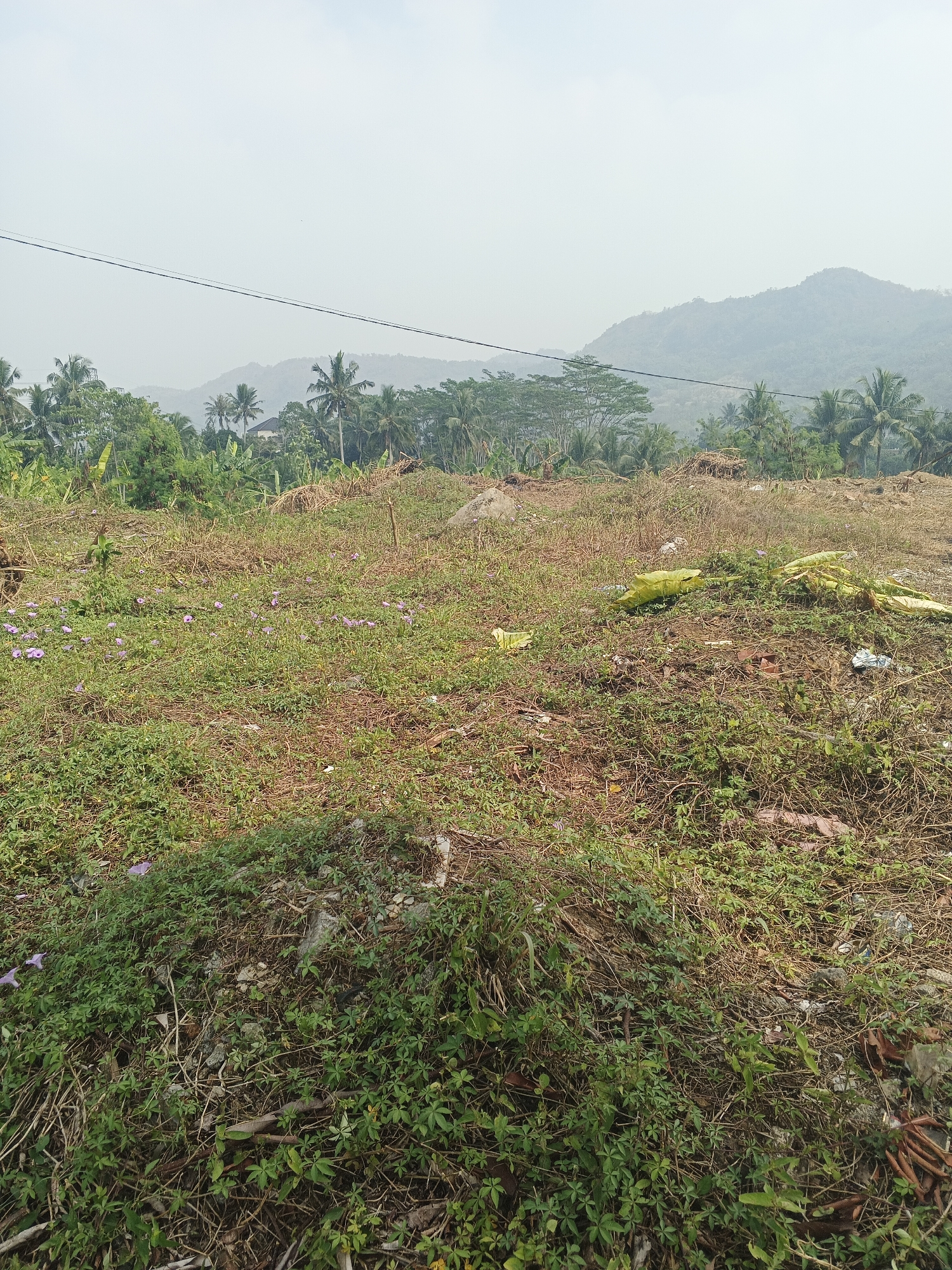 The image captures an overcast daytime scene of a slightly overgrown, undeveloped lot in Sukabumi, Indonesia. The foreground is dominated by a mix of green ground cover, dry grasses, and scattered debris, including what appears to be plastic sheeting and possibly some broken pottery. Small purple flowers are visible amidst the greenery in the mid-ground. In the background, a dense line of tropical trees, including palm trees and banana plants, stretches across the horizon. Beyond the vegetation, hazy mountains form the distant backdrop, with a power line running horizontally across the upper portion of the image. The overall impression is one of a rural or semi-rural area undergoing development or left in a state of disuse.