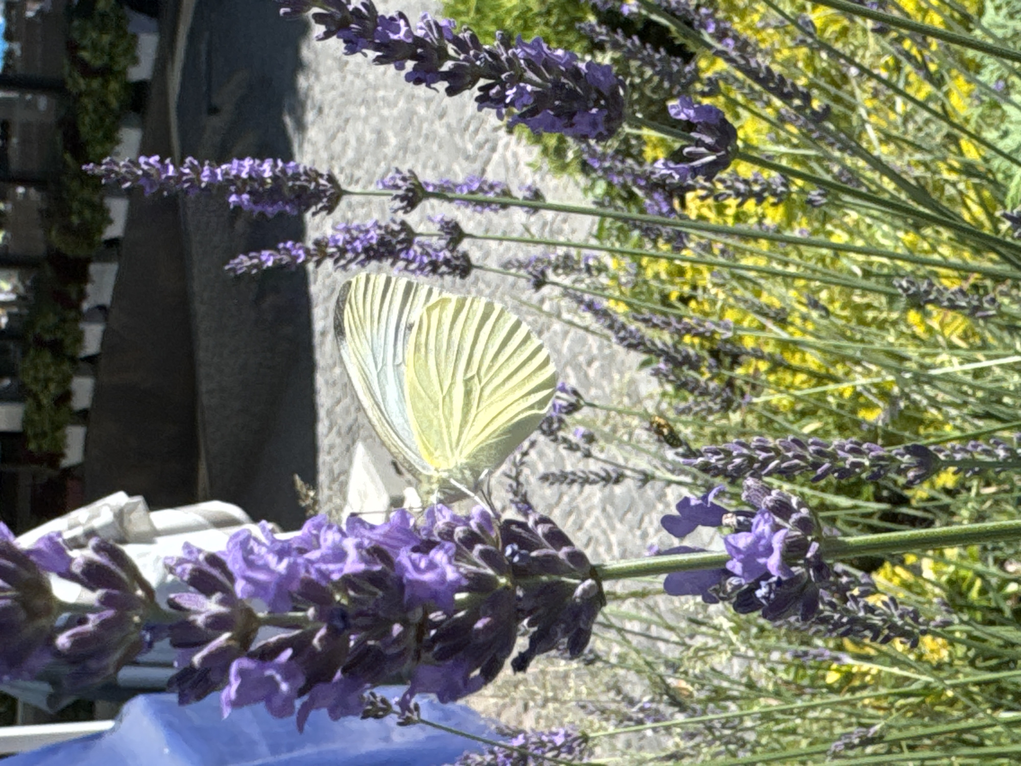 In a close-up outdoor shot, a bright yellow butterfly with intricate wing patterns is perched on a stalk of vibrant purple lavender. The butterfly's wings are slightly open, revealing their delicate veining. The lavender is in full bloom, with multiple stalks reaching upwards, some featuring buds and others fully opened florets. The background is a soft blur of green foliage and hints of yellow flowers, suggesting a garden or park setting. A portion of a blue structure is visible on the left edge of the frame. The scene is set in the city of Odesa, Ukraine, implying a Mediterranean or temperate climate conducive to lavender growth and butterfly activity.
