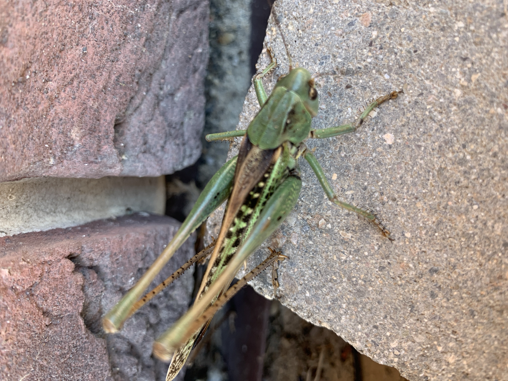 An adult katydid, primarily green with brown and black markings on its wings, rests on a rough, light-colored concrete surface. Behind the concrete block, there are two bricks, one a deep reddish-brown and the other a lighter beige color, arranged vertically. The katydid is positioned diagonally across the concrete, with its head facing towards the right side of the frame. Its long, spiny legs are visible, with some extended forward and others resting on the concrete. The katydid's antennae are not clearly visible. The overall lighting suggests an outdoor setting, likely in Kropotkin, Russia, given the context.