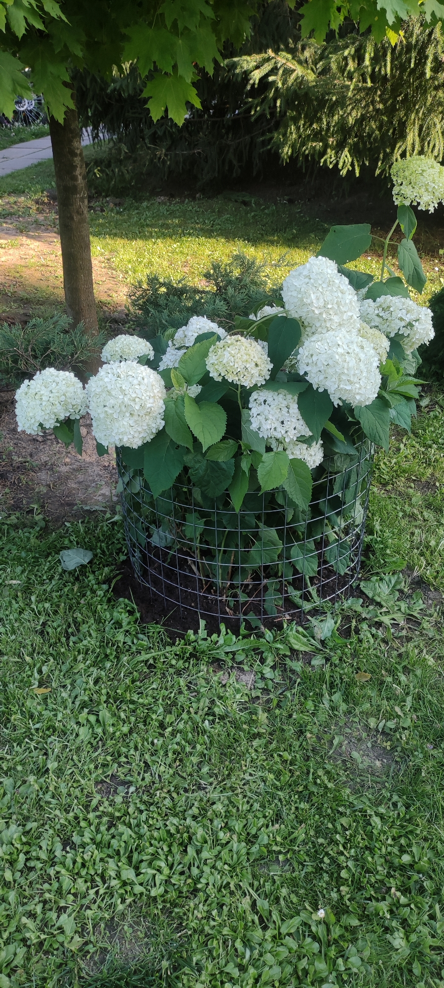In the city of Rosinka, Russia, a cluster of white hydrangeas is featured in the foreground. The flowers are contained within a wire cage, which is surrounded by green grass and some small weeds. In the background, a tree trunk stands to the left, and a large evergreen tree with dark green needles is visible on the right. The lighting suggests it is daytime.