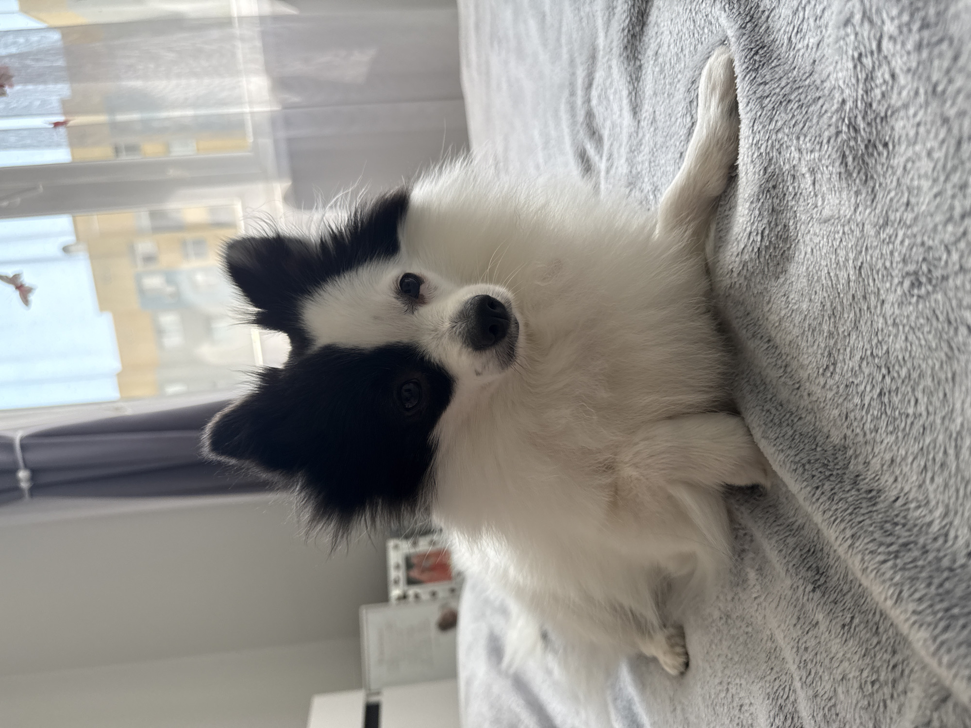 The image displays a small domestic dog, identifiable by its black and white fur, positioned on a textured light gray blanket covering a bed. The dog has black fur covering its head, including both prominent ears and a patch around its left eye, with the remaining visible fur being white and fluffy. It has dark eyes and a black nose, and is oriented with its body slightly to the right of center, looking directly towards the viewer. Its front left paw is extended forward, while its right paw is tucked underneath its body.
To the left of the dog, a white headboard or furniture item is visible, along with two out-of-focus framed objects, one white and one silver containing a red element. A large window occupies the right side of the frame, admitting significant natural light. The window features sheer white curtains and heavier gray drapes pulled back to the left. Through the window, a clear daytime sky and several multi-story residential buildings with light yellow/beige and light blue/gray facades are discernible. Decorative butterfly-shaped elements are suspended in front of the window, including a light-colored one in the upper left and a reddish one further right. The scene is situated indoors, within the city of Stara Zagora, Bulgaria.