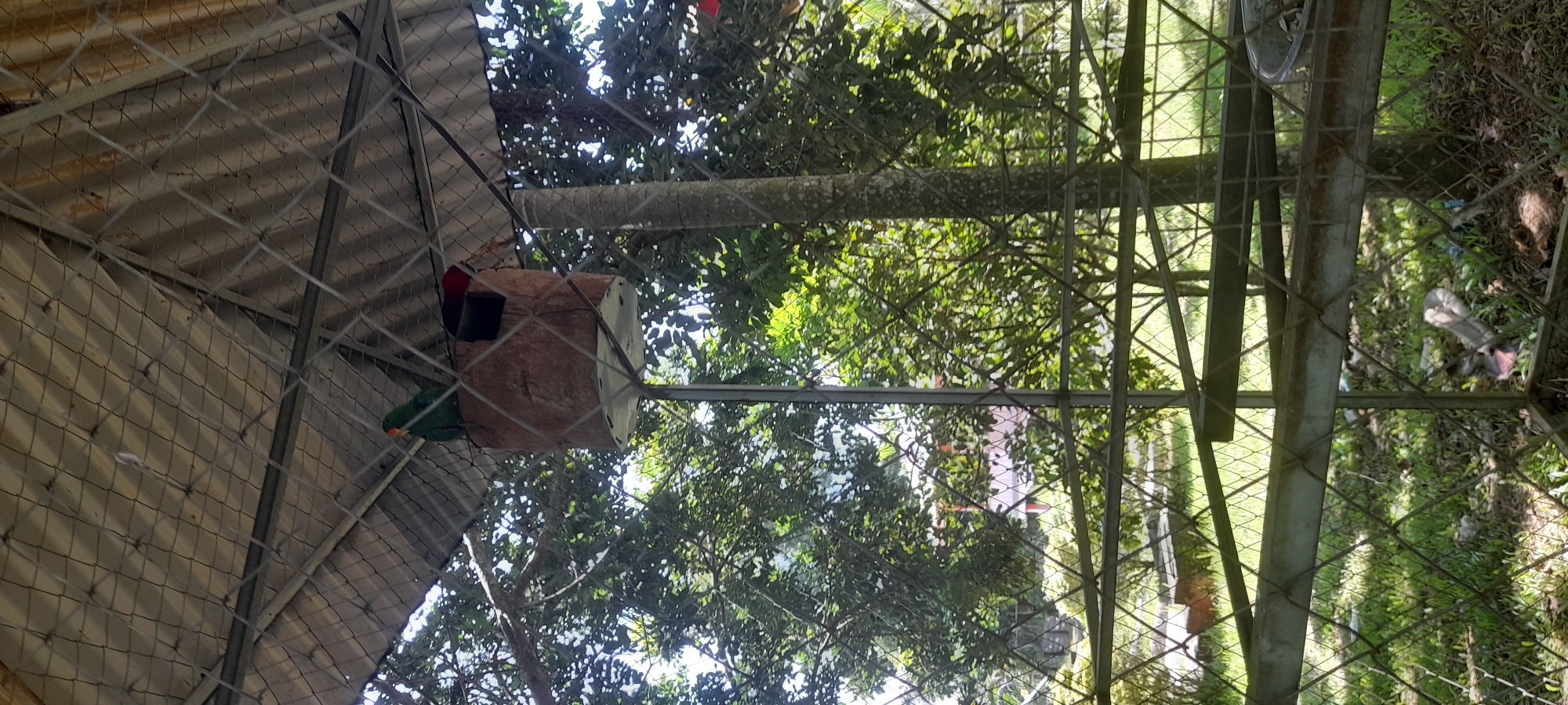 A photograph taken in an outdoor setting in Unknown, Indonesia, depicts a scene within a metal-wired enclosure. A corrugated metal roof is visible overhead, providing partial coverage. Inside the enclosure, a wooden birdhouse with a square entrance is mounted to a metal pole, and a green parrot with an orange beak is perched near it. The background features foliage, including tree branches and leaves. Beyond the enclosure, the ground is covered with grass.