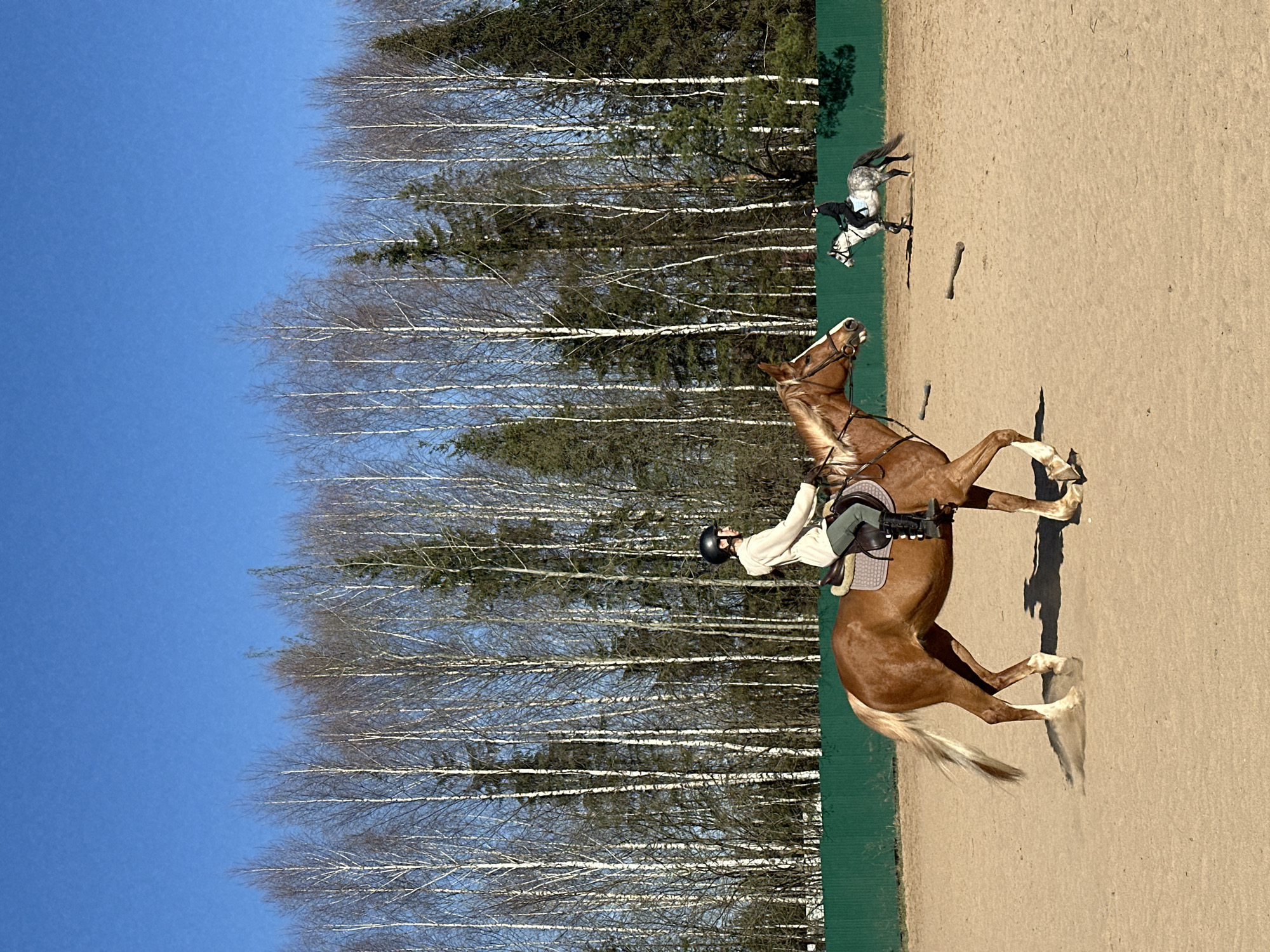 The image shows two horses being ridden in an outdoor arena near what appears to be a forest. The arena surface is light brown, possibly sand. One horse is chestnut brown and the other is gray and white. Both horses appear to be cantering. The sky is clear and blue, suggesting it is daytime. There is green fencing or vegetation bordering the arena. The presence of birch trees and conifers in the background suggests a temperate climate. There are no obvious markers for the city Русский Вожой.