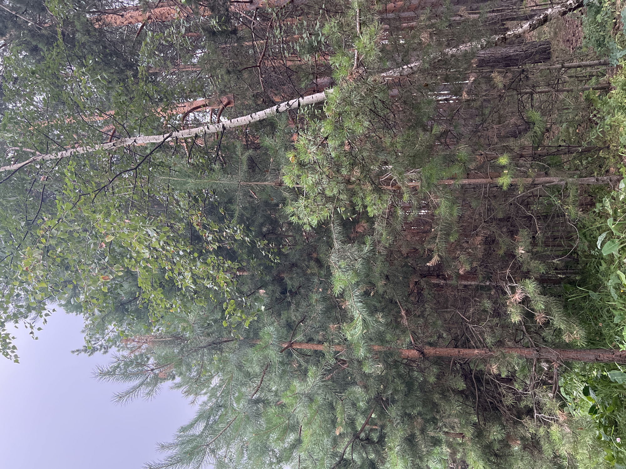 The image depicts a dense forest with a mix of coniferous and deciduous trees. The foreground is dominated by tall pine trees with their characteristic needle-like foliage and rough bark. Interspersed among the pines are slender birch trees with their distinctive white bark. The canopy is thick, allowing only dappled sunlight to filter through, creating a somewhat dim atmosphere. The ground is covered with a layer of fallen pine needles and a variety of green undergrowth, including ferns and other leafy plants. The overall impression is one of a natural, wild environment. The image is set in the city of Krasnoyarsk, Russia, where such forests are common. There are no people or visible animals in the image, and no discernible actions or interactions are taking place. The environment appears to be a typical forest ecosystem within the urban periphery of Krasnoyarsk.