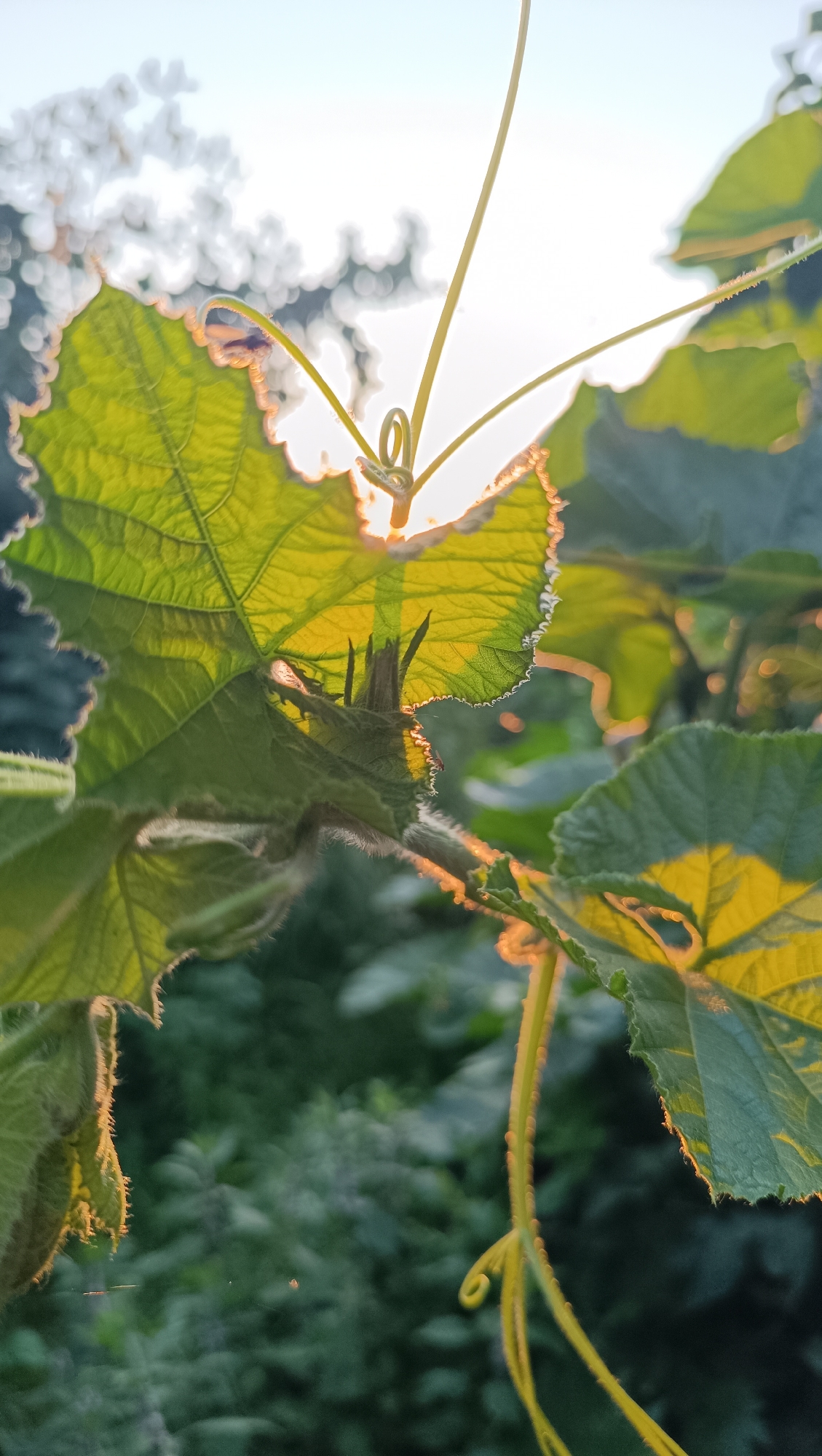 An extreme close-up, low-angle shot captures a green leaf with serrated edges, backlit by the sun. Sunlight filters through the leaf, creating a warm glow and highlighting its delicate veins. A tendril with a curl at its tip extends from the upper right of the frame. The background is a blur of dark green foliage, suggesting an outdoor setting in a natural environment, possibly a garden or woodland. The image focuses on the texture and light on the leaf and tendril, with no discernible signs of human presence or activity. The specific location in Karsha, Russia is not evident from the visual information provided.