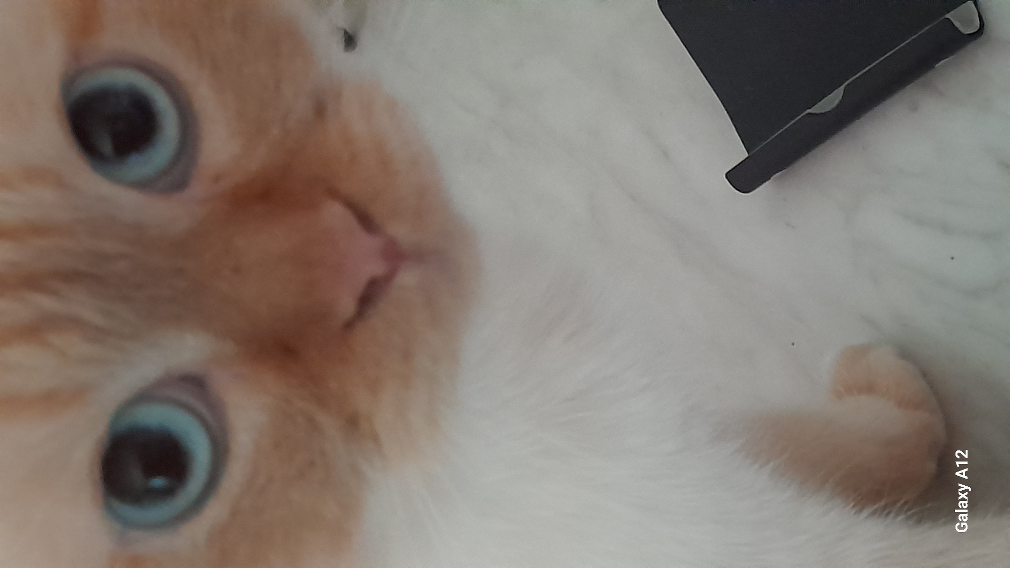 A close-up, tilted photograph captures the face and upper body of a cat with striking blue eyes. The cat has light orange or cream-colored fur on its face and white fur covering the visible portion of its body. Its distinctive blue-green eyes with dark pupils are prominent, with one eye in the lower-left and the other in the upper-left of the frame. A small, pink nose is visible in the central area of its face. The cat appears to be resting on a soft, white surface, possibly a blanket or carpet, which serves as the background. In the upper-right quadrant, a dark, angular object, potentially a phone case or book, is partially visible. The lighting is soft and diffused, indicating an indoor setting. The cat's expression appears calm and observant. White text reading "Galaxy A12" is visible in the lower-right corner, rotated 90 degrees counter-clockwise, identifying the camera used.