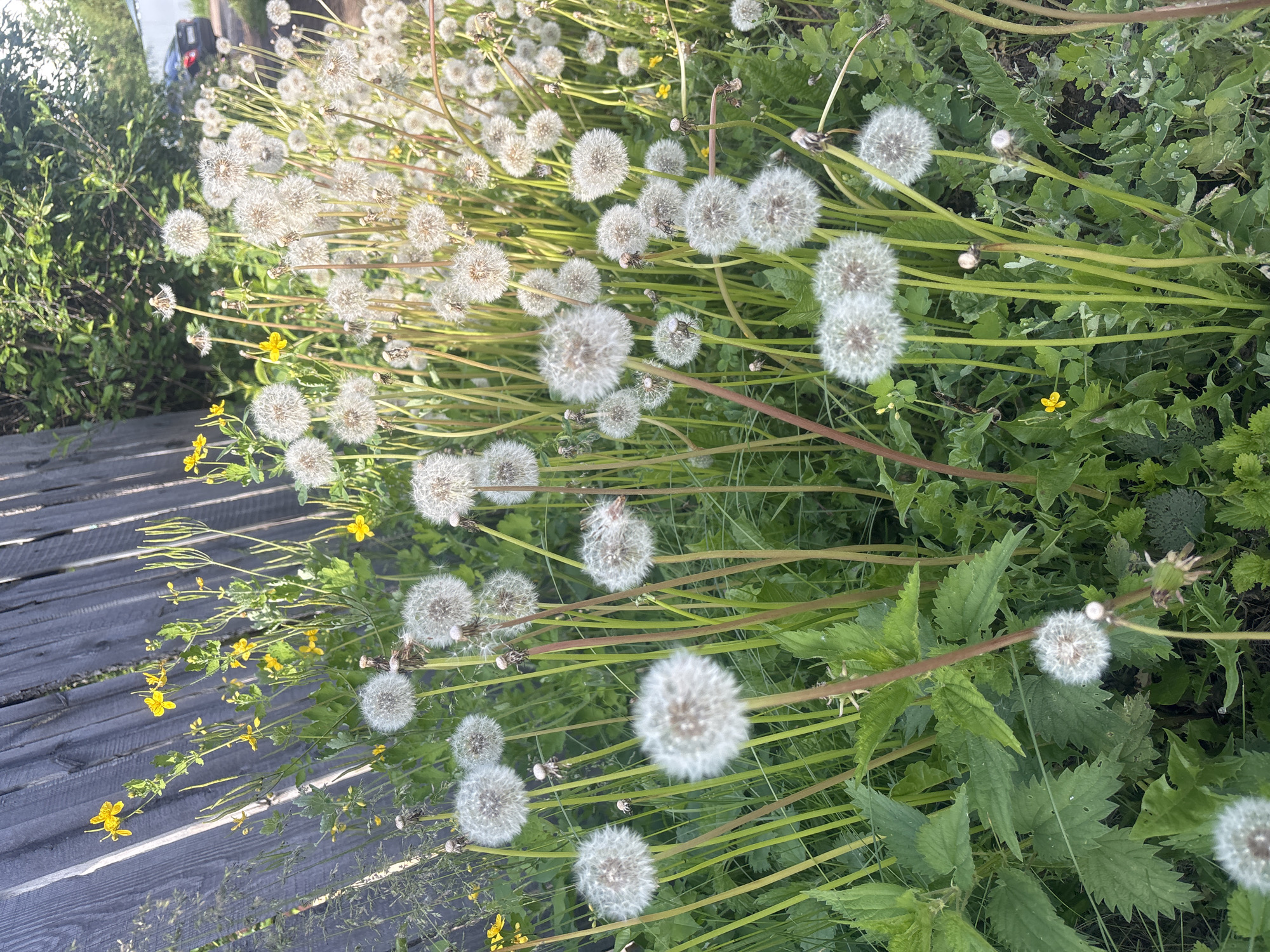 The image depicts a patch of dandelions gone to seed, their fluffy white seed heads prominent against a backdrop of green grass and other foliage. Some yellow wildflowers are interspersed among the dandelions. Adjacent to the plants is a weathered wooden surface, likely a path or low deck. The photograph may have been taken in Chaikovsky, Russia, as requested, but this cannot be confirmed without additional information. The image does not contain any people, actions, or interactions.