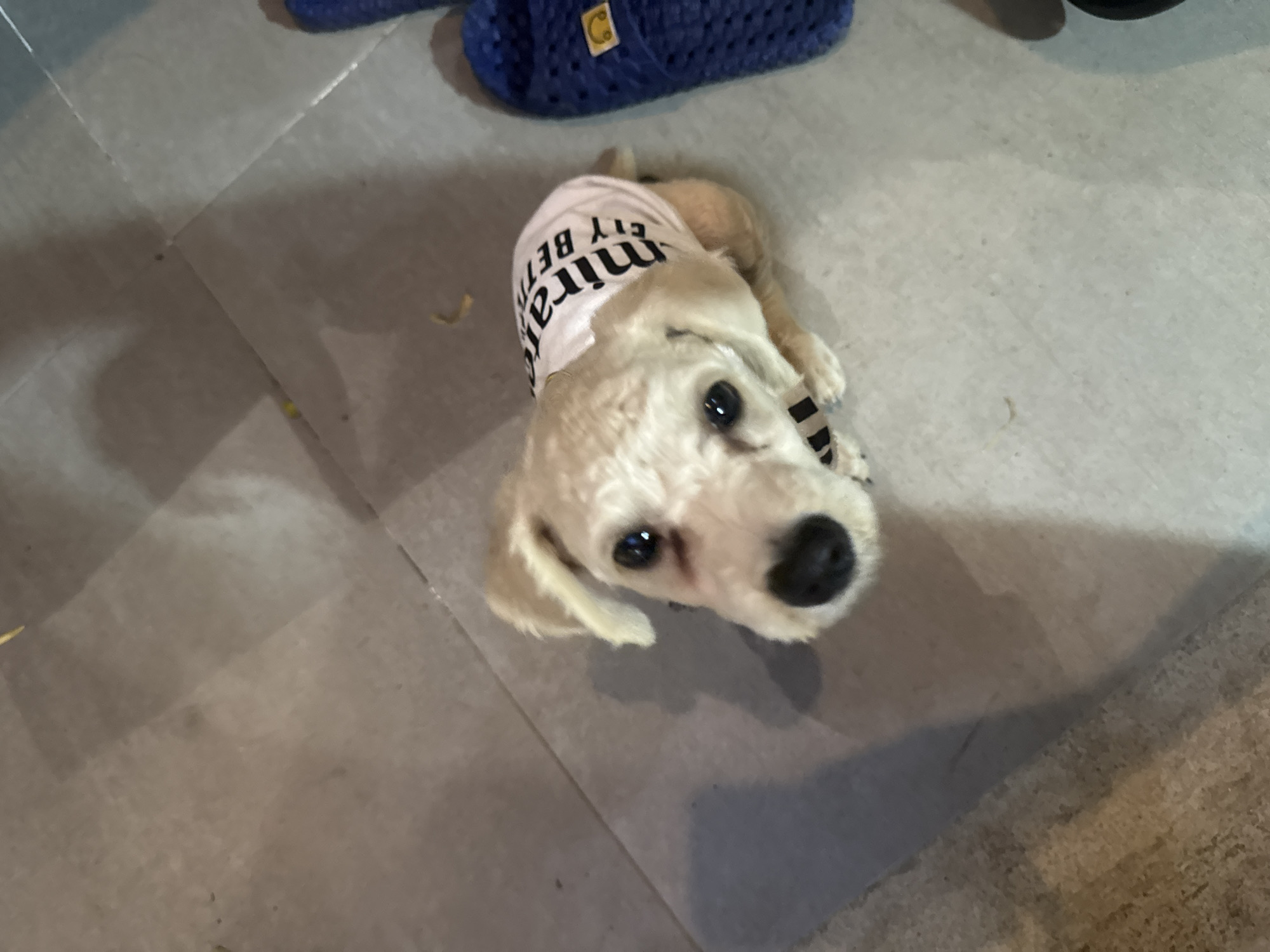 A cream-colored dog wearing a white t-shirt with black writing on it is lying on a gray tiled floor. The writing on the t-shirt appears to be “FLY BETTER”. The dog is looking up towards the camera with dark eyes and a black nose. A blue woven object, possibly a shoe, is visible in the upper portion of the image. The environment appears to be indoors. The location is unspecified and cannot be identified as Đà Nẵng, Vietnam based on the visual information provided.