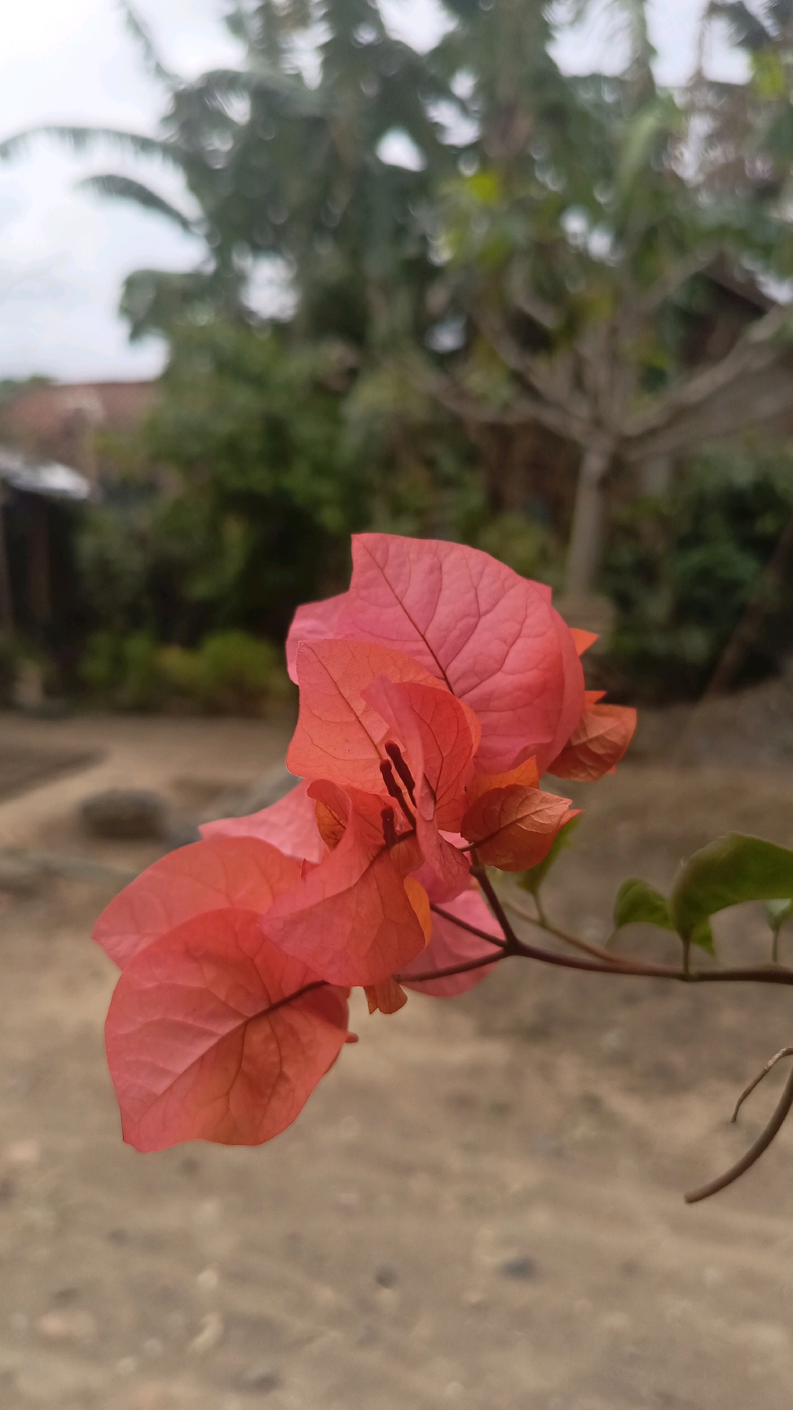 The image features a close-up, eye-level shot of vibrant pink bougainvillea flowers in the foreground. The bougainvillea is in focus, with its delicate petals and thin stems clearly visible. In the background, the scene is softly blurred, suggesting an outdoor environment in Kebumen, Indonesia. Elements in the background include lush green foliage, the branches of a tree, a hint of a brown roof, and a sandy, uneven ground. The lighting appears natural, casting soft shadows and highlighting the texture of the flower petals. The overall impression is one of natural beauty captured in a simple, unposed moment.