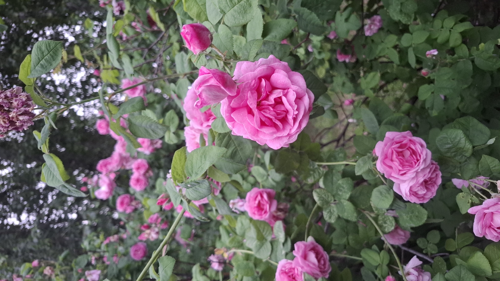 The image depicts a dense botanical scene featuring multiple pink roses and green foliage, located in Novaya Vasil'evka, Russia. The foreground is dominated by vibrant pink roses in various stages of bloom, including a prominent fully open rose in the lower-right quadrant, accompanied by two smaller, partially opened buds above it. Another cluster of pink roses is visible in the lower-left. The midground contains numerous additional pink roses and rosebuds interspersed within thick green leaves and stems, forming a dense bush. In the upper-right background, a stalk with dried, faded purplish-brown flower remnants is visible, contrasting with the fresh blooms. The background beyond the rose bushes is out of focus, showing blurred dark green foliage and lighter patches, consistent with distant trees or an overcast sky. No individuals, animals, or specific actions are present in the frame. The lighting suggests natural daylight, possibly diffused.