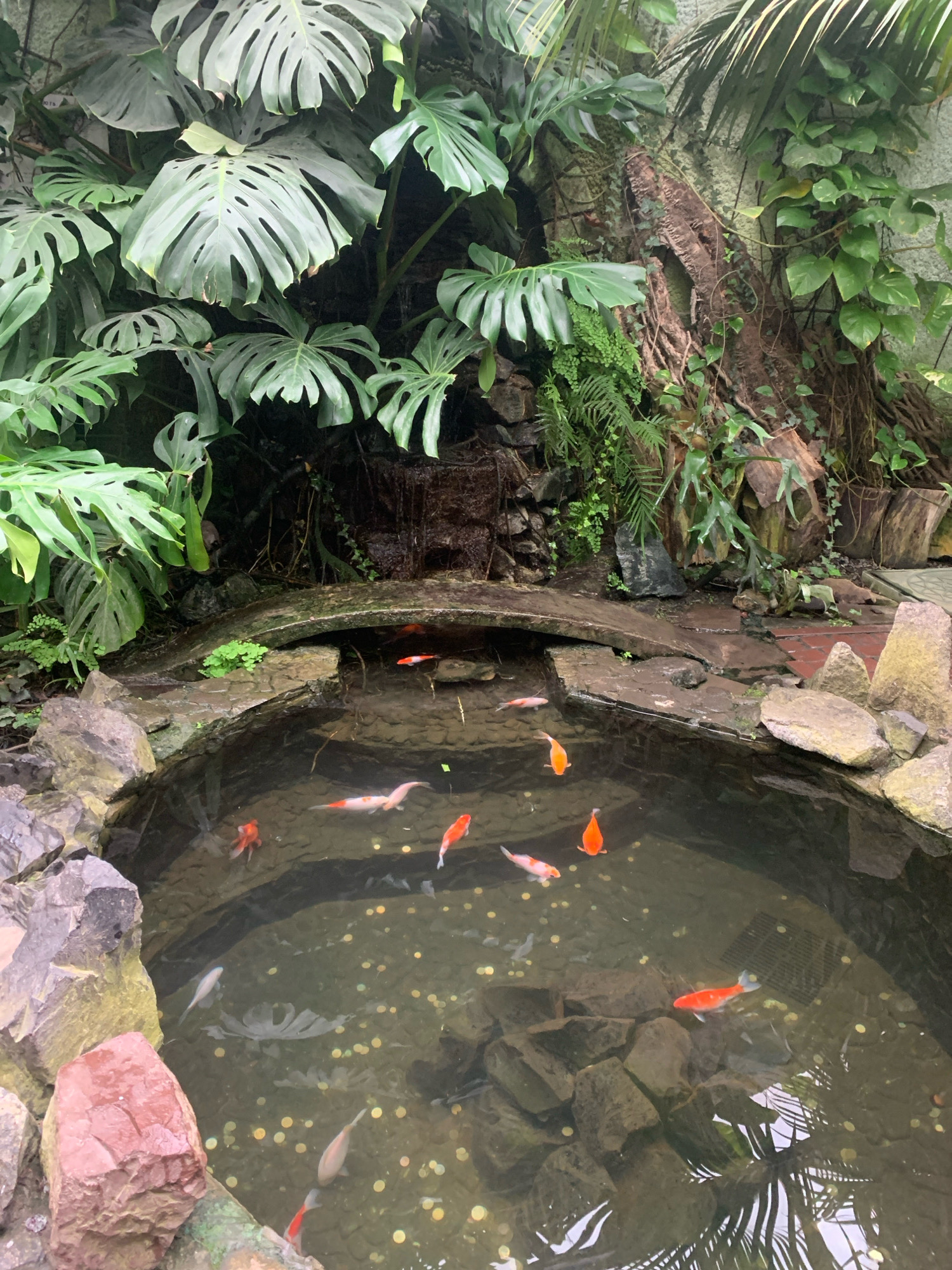 The image depicts an indoor koi pond surrounded by lush tropical foliage. The pond, which appears to be located in Lviv, Ukraine, is filled with clear water containing numerous coins at the bottom. Several koi fish, varying in orange, white, and orange and white patterns, are visible swimming in the pond. The pond is framed by rocks, with a small arched bridge made of stone spanning across its upper section. The surrounding environment is dense with large-leafed plants, ferns, and tree branches, creating a natural, enclosed atmosphere.