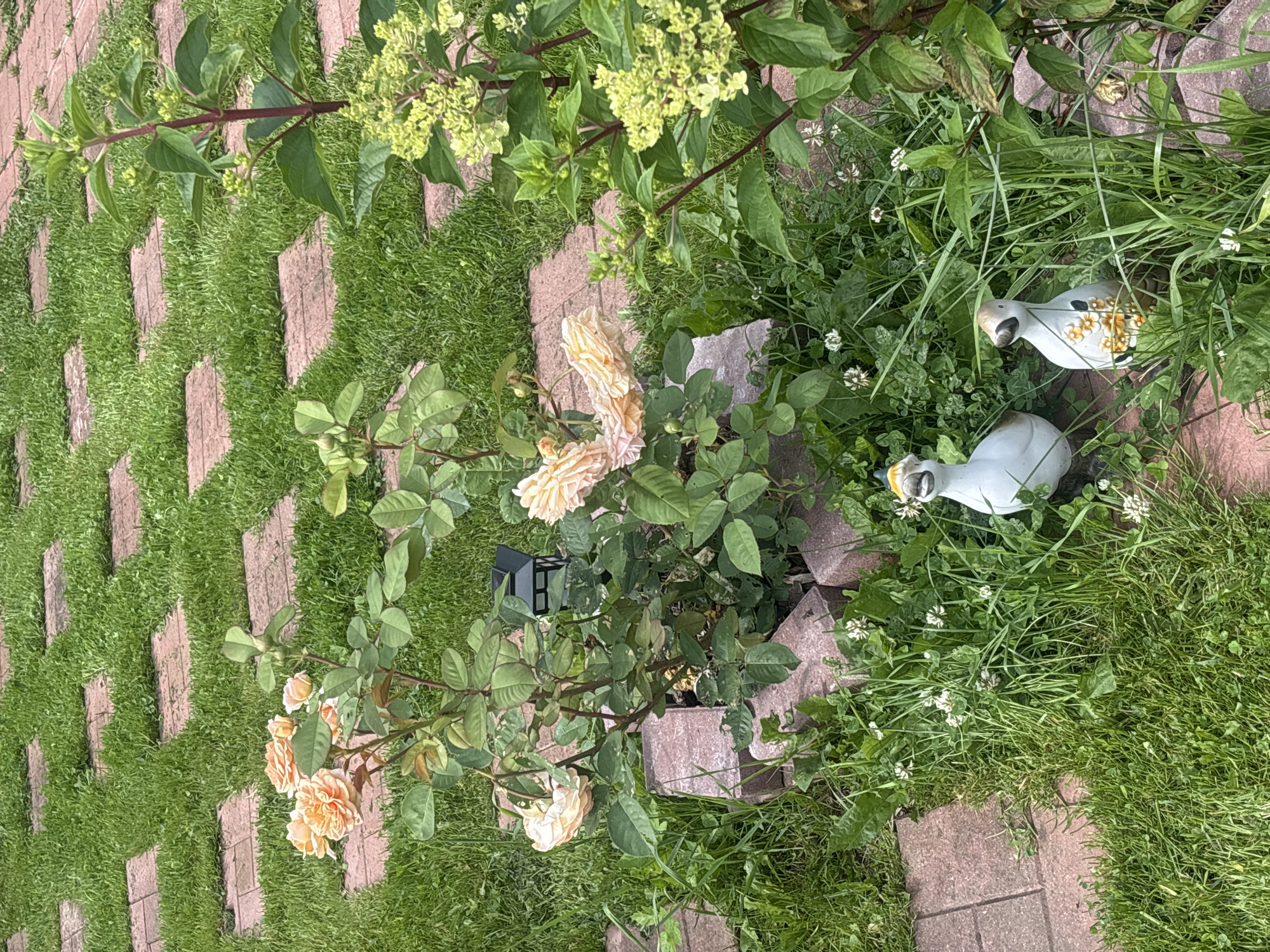The image depicts a garden path made of square paving stones interspersed with grass, a rose bush with pale orange flowers, and a flowering shrub with small yellow-green flower clusters. Two ceramic duck figurines are present in the foreground, nestled among grass and white clover flowers. A small black lantern sits near the rose bush. The scene appears to be in a suburban garden setting.