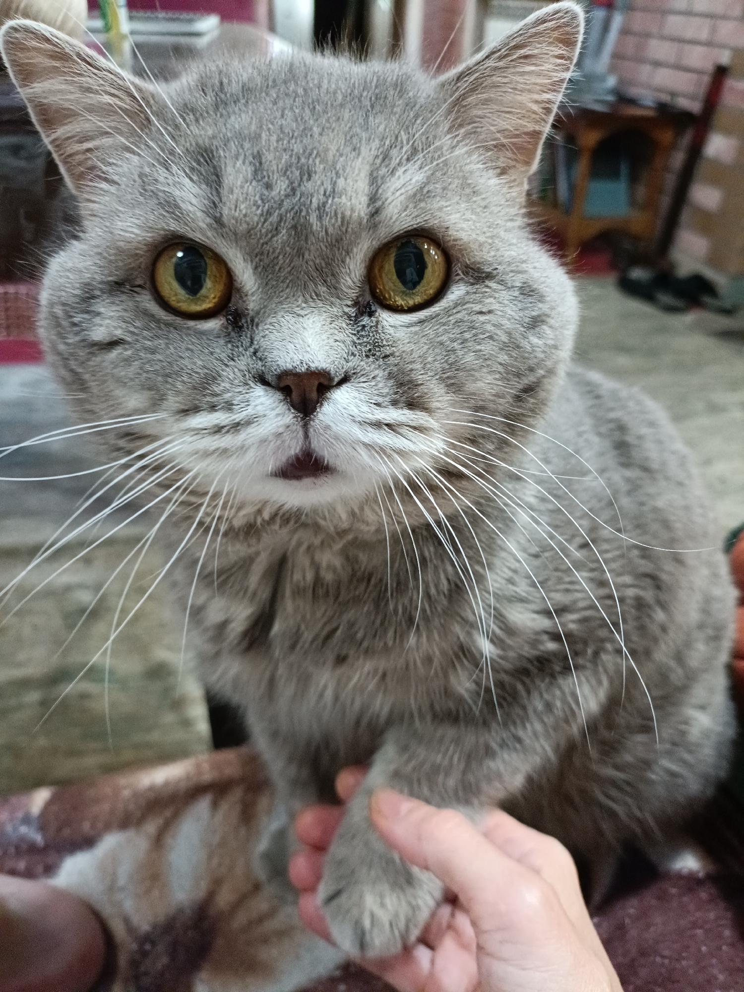 A close-up, eye-level shot features a grey British Shorthair cat with striking yellow-orange eyes. The cat's face is a focal point, with prominent white whiskers fanning out from its muzzle. Its ears are erect and alert. A human hand is gently touching the cat's paw in the lower right quadrant of the frame. The background is blurred, but appears to be an indoor setting with furniture and a brick wall visible. The cat is resting on a patterned surface. The overall impression is one of intimacy and comfort between the human and the animal. The image was taken in Bataysk, Russia.