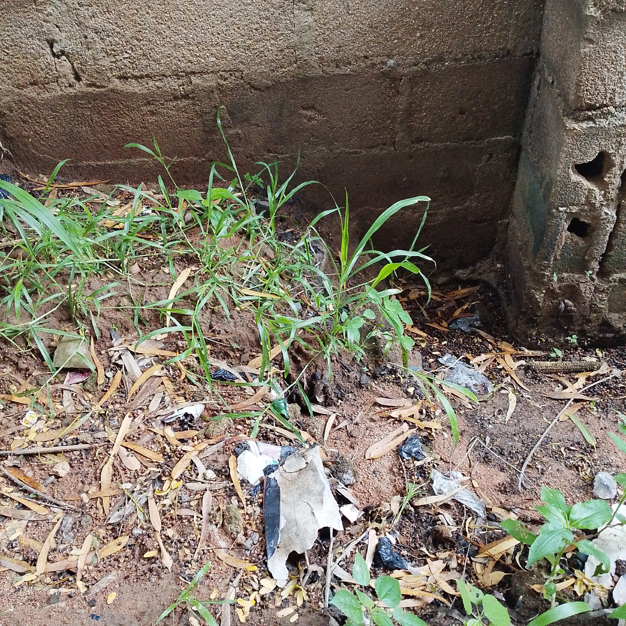 The image depicts a close-up view of the ground at the base of a rough-textured concrete wall, likely in an urban setting within Jalingo, Nigeria. The ground is composed of reddish-brown soil mixed with small pebbles, dry fallen leaves, and scattered debris. Among the debris are pieces of crumpled plastic, a discarded corn cob, and what appears to be torn paper or cardboard. Several blades of green grass are growing in clumps, interspersed with the soil and leaves. The concrete wall, which dominates the upper portion of the image, shows signs of age and weathering, with a textured surface and evidence of horizontal lines. The lighting suggests an outdoor environment, possibly during the daytime. There are no people visible in the image. The scene conveys a sense of neglect or an unkempt area.