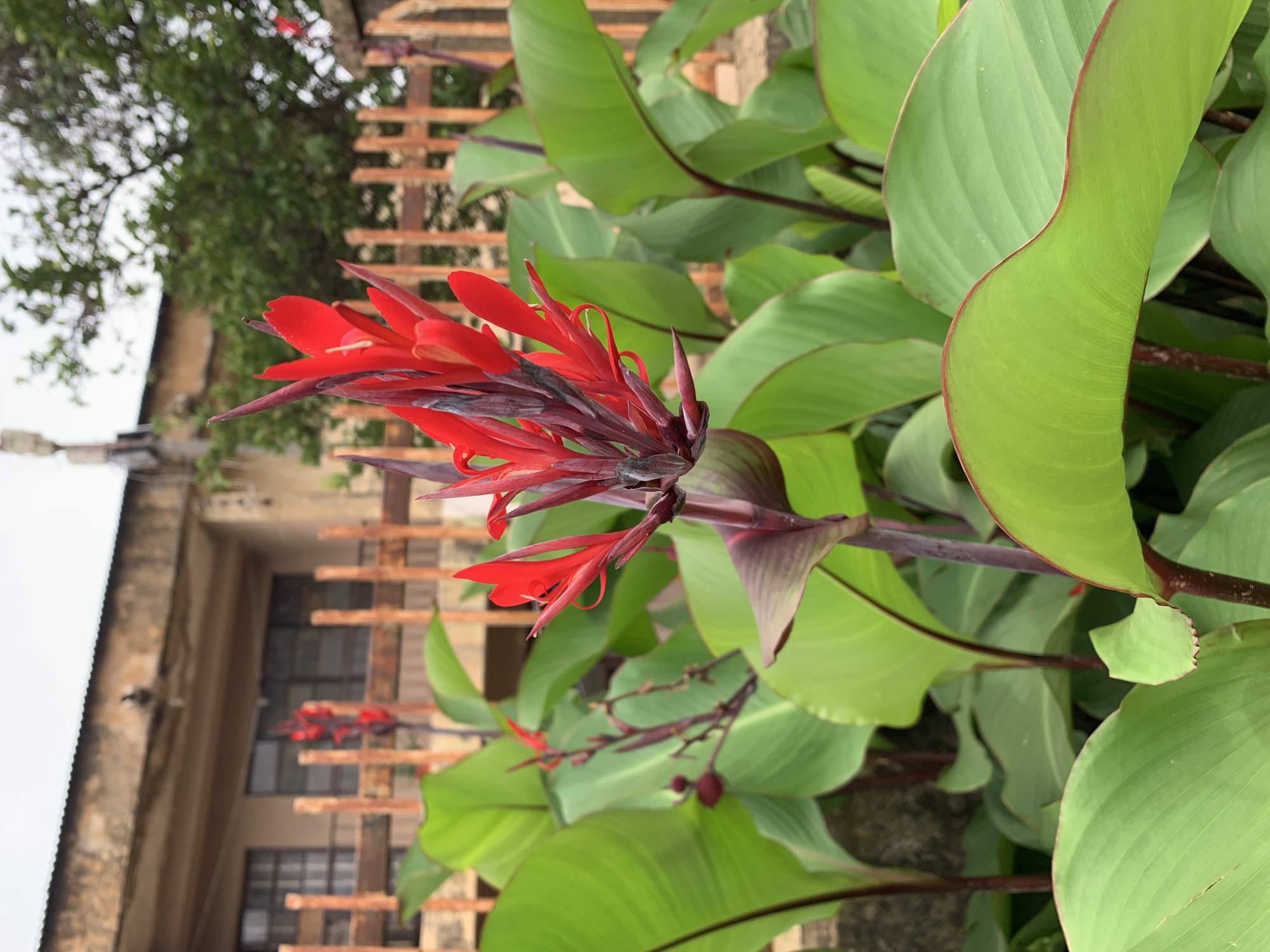 This is a daytime photograph capturing a vibrant red flowering plant, likely a Canna lily, set in an outdoor environment in Rafin Par, Nigeria. The central subject is a prominent cluster of bright red, elongated, trumpet-shaped flowers, emerging from dark, reddish-purple stems. The plant features large, broad green leaves, some with noticeable reddish margins or veins, indicative of its healthy state.
In the background, a weathered slatted fence or trellis, possibly constructed from wood or metal, runs horizontally, partially obscuring an old building. This building has light-colored, likely stucco or concrete walls, and features several dark-framed windows. A portion of a corrugated metal roof is visible along the left edge of the building. Further in the distance, blurred green foliage and tree branches suggest a lush natural setting. The soft, diffused lighting indicates an overcast day. There is no visible text or explicit activity taking place in the image.