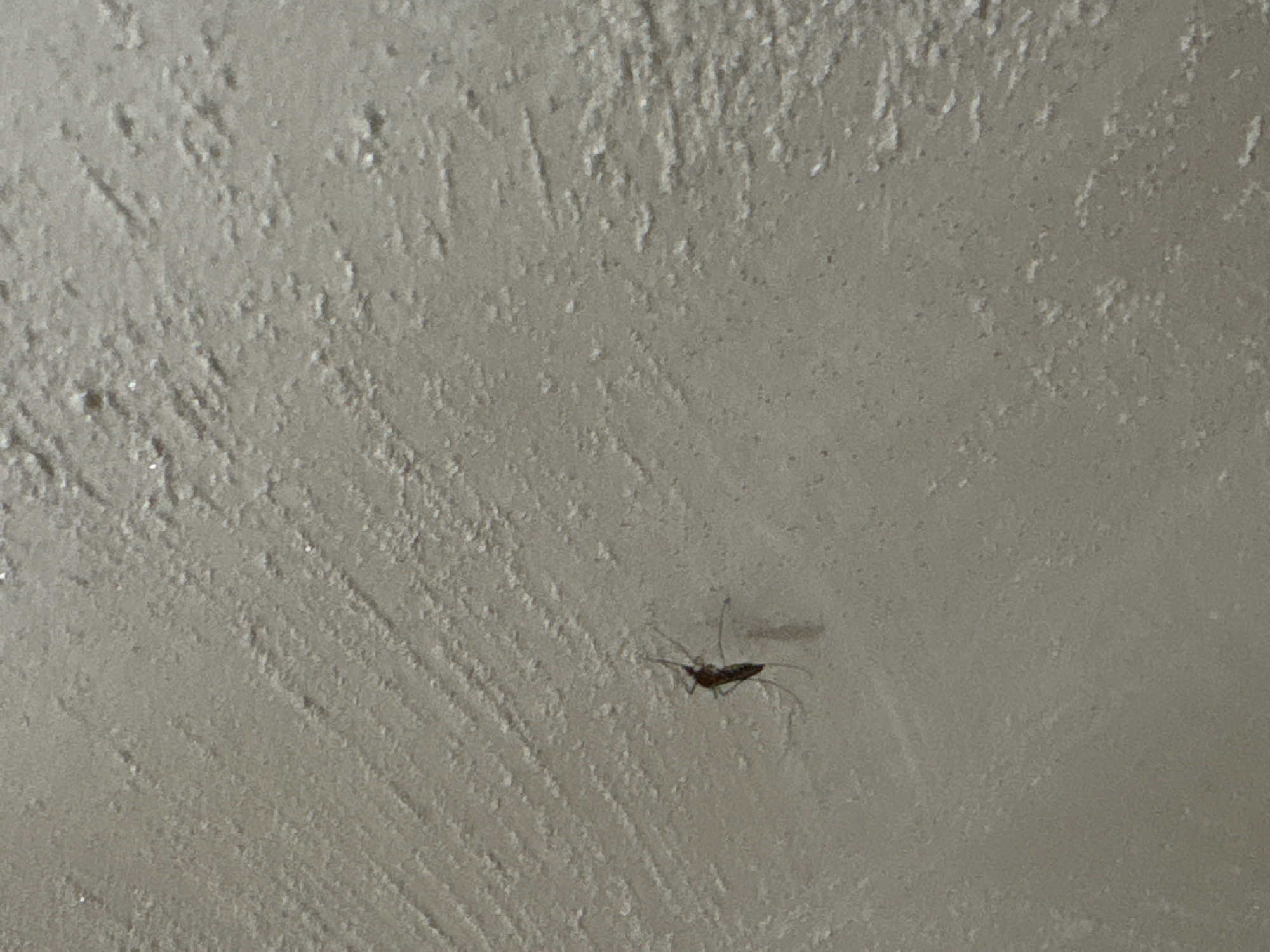 A small, dark insect, possibly a beetle, is clinging to a textured, light gray or off-white surface. The surface appears to be a wall or ceiling with a rough or stucco-like finish. No people, other subjects, or other objects are visible in the image. The insect is stationary. The location in the city of Bar, Montenegro, is unknown.