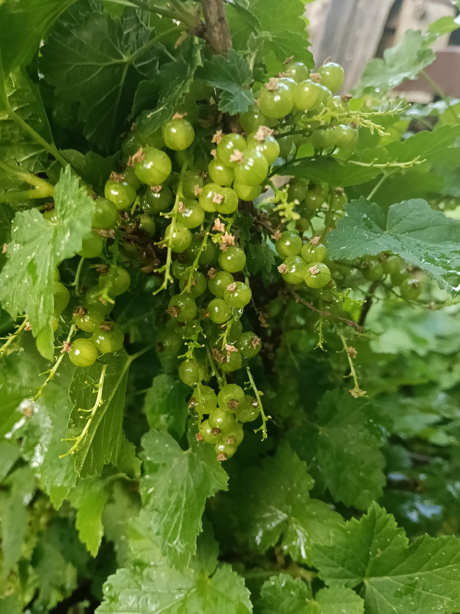 The image shows a cluster of unripe green currants hanging from a branch amid green leaves. The currants are round and translucent, with small dried flower remnants on the ends. Water droplets are visible on the leaves and berries, suggesting recent rain. The background is blurred, but hints at a fence or other structure. Location: Красный Маяк, Russia (as specified).