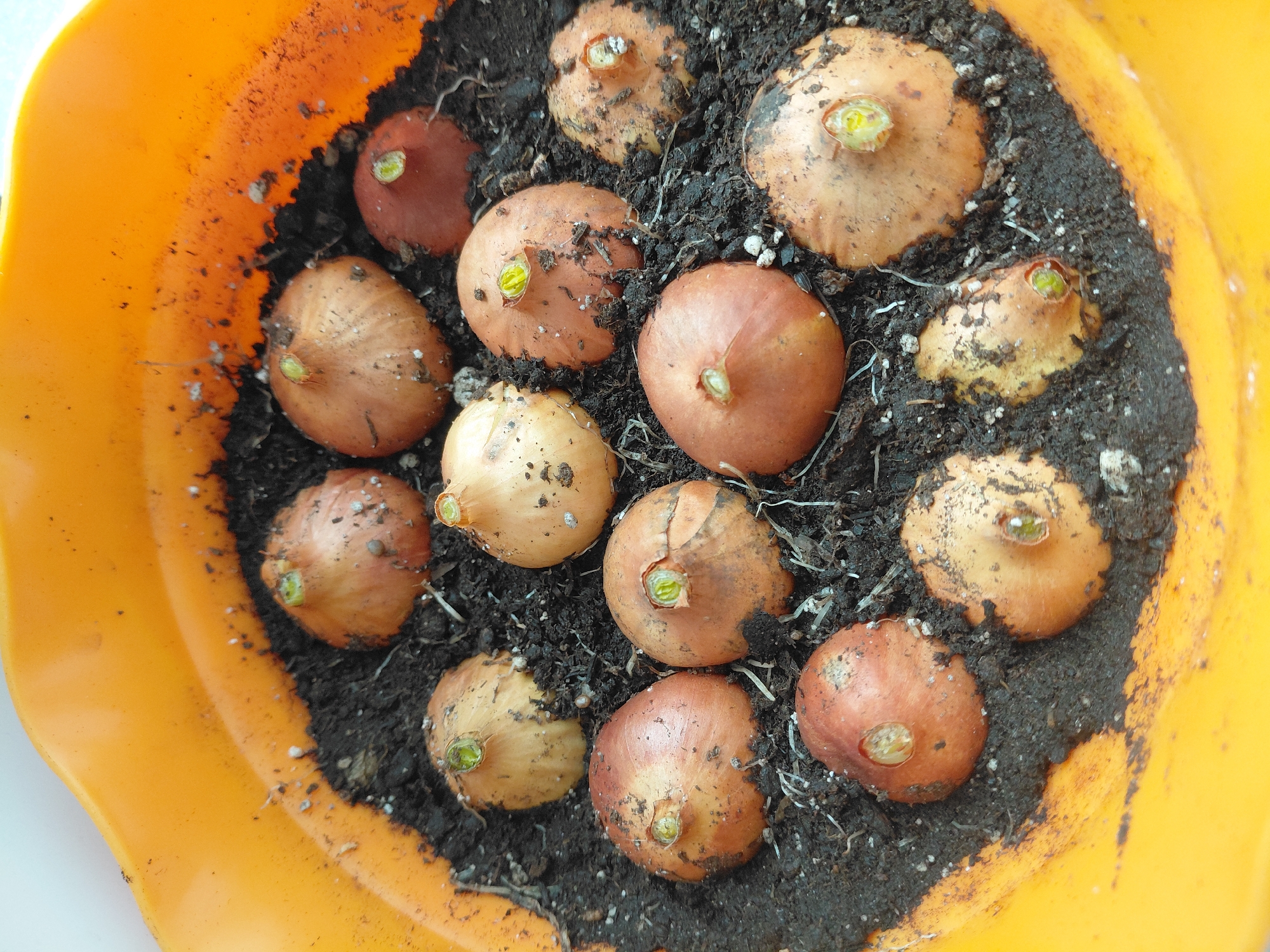 A high-angle, close-up photograph shows approximately 15 onion bulbs planted in dark soil inside a bright orange plastic pot. Small, green sprouts are visible emerging from the top of many of the bulbs. The pot appears to be indoors, possibly in a home or greenhouse setting. The image does not depict Nadym, Russia, or any recognizable feature indicating a location. There are no people visible in the photograph. The objects are onion bulbs, soil, and a plastic pot. The action depicted is the planting of onion bulbs.