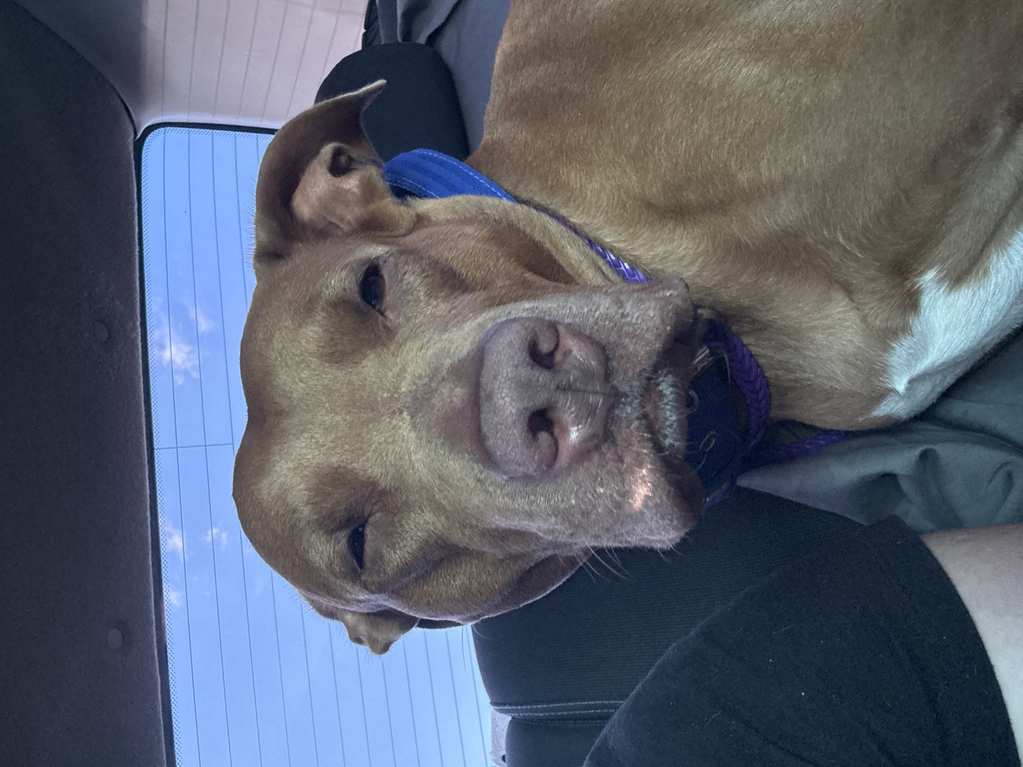 A medium shot captures a brown pit bull dog sitting in the back seat of a car, facing forward. The dog has a relaxed expression, with its eyes partially closed and its ears perked slightly. It wears a blue and purple collar. The interior of the car is visible, including a dark gray seat and a portion of a person's arm on the left side of the frame. Through the rear window, a bright blue sky with thin white clouds is visible, with faint horizontal lines indicating the defroster grid. The image is lit by natural light, creating a slightly hazy atmosphere. The location in the city of Dorohanivka, Ukraine is not depicted or suggested by any visual elements in the image.