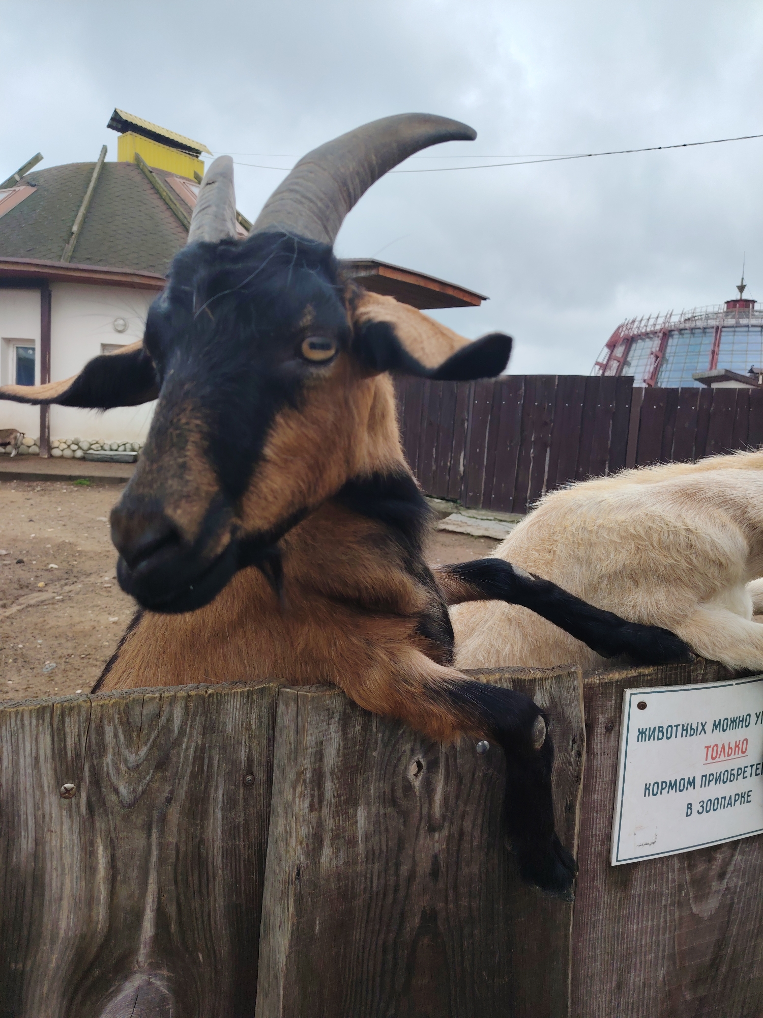 The image presents a domestic goat positioned in the foreground, leaning over a weathered wooden fence. The goat exhibits tan and brown fur with distinct black markings on its face, around its eyes, on its ears, and on its lower legs. It possesses prominent, dark, curved horns and yellowish eyes with horizontal pupils, looking directly forward. Its front hooves are resting on the top edge of the wooden fence, and a short black beard is visible below its chin.
To the right of the main goat, a second goat with creamy white fur is partially visible behind the fence, appearing to be in a resting position. A black leg, likely belonging to the primary goat, is draped across the back of the white goat.
The fence is constructed from vertically oriented, dark brown wooden planks secured by visible metal screws. A white rectangular sign, bearing black and red text in Russian, is affixed to the right side of the fence. The legible text translates to: "ANIMALS CAN ONLY BE FED WITH FOOD PURCHASED IN THE ZOO," indicating the location is an animal park or zoo.
The background, under an overcast sky, features several structures. On the left, a white building with a dark, domed roof and a yellow rectangular structure on its apex is partially visible. Further to the right, a large, architecturally distinct building with a reddish-brown metallic framework and blue-tinted glass panels is visible, topped with a spire-like element. This landmark is identifiable as the National Library of Belarus, situating the scene in Minsk, Belarus. A thin black line, likely a utility wire, traverses the upper-middle portion of the sky. The ground visible in the enclosure is composed of dirt or gravel.