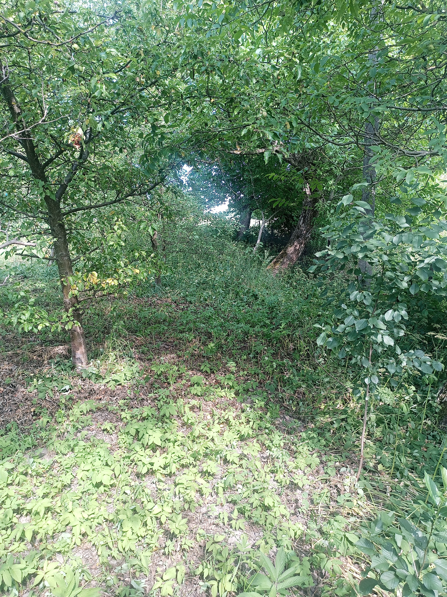 The image depicts a natural, overgrown scene with dense foliage and trees. The foreground is covered in low-lying green plants and fallen leaves, with a dirt path partially visible. In the midground, several trees with green leaves are present, creating an archway or tunnel-like effect. The background is filled with more trees and vegetation, with some sunlight filtering through the leaves. The overall impression is one of a wild or uncultivated area, possibly a wooded backyard or a neglected park. Based on the available information, this scene is located in Yampil, Ukraine. No people are visible in the image.