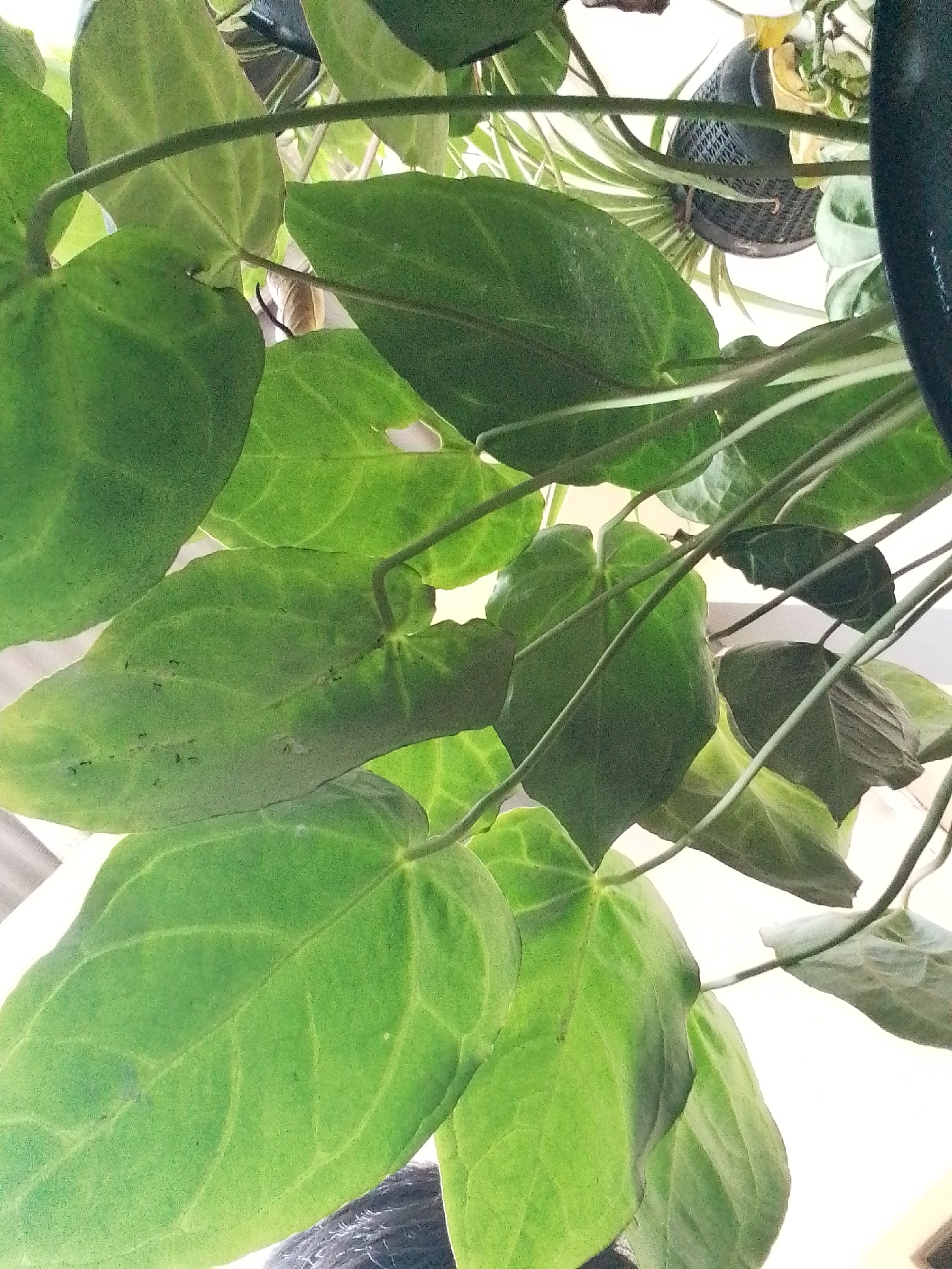 The image displays a close-up view of several large, green leaves of a plant. The leaves are heart-shaped with prominent veins and have a slightly glossy texture. Some leaves show minor imperfections, such as small dark spots or slight discoloration. Thin, green stems are visible, supporting and connecting the leaves. In the background, out of focus, is a black woven basket, possibly a planter, and other plant foliage, suggesting an indoor or shaded outdoor setting. The lighting suggests a bright, natural light source, likely from above and to the side, casting soft shadows. The scene is static and focuses solely on the botanical subject. There is no information to determine the location in Jonggol, Indonesia, or any other specific geographical context.