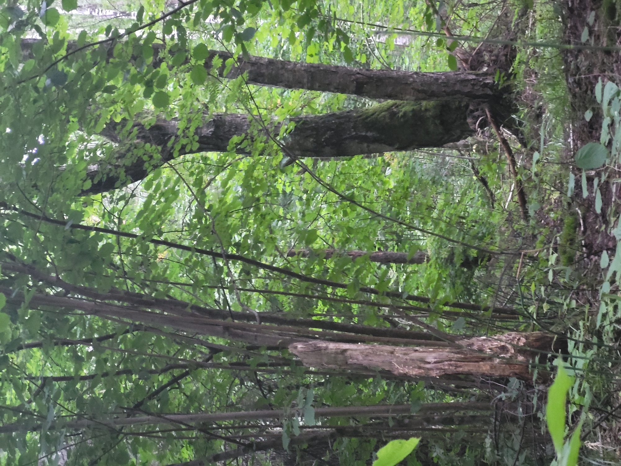 The image depicts a forest scene in Jelgava, Latvia. The environment is dense with trees of varying sizes and ages, characterized by a rich green canopy that filters the light. In the foreground, a prominent, weathered, and decaying tree trunk stands vertically, showing signs of age and deterioration. To its right, two larger trees with rough bark and mossy patches are visible, suggesting a mature forest setting. The undergrowth consists of grass, smaller plants, and fallen branches. The overall impression is one of a natural, undisturbed woodland area, likely within a park or a forested region in the city. There are no people or animals visible in the image, and no specific actions or interactions are taking place. The scene is still and captures the quiet ambiance of the forest.