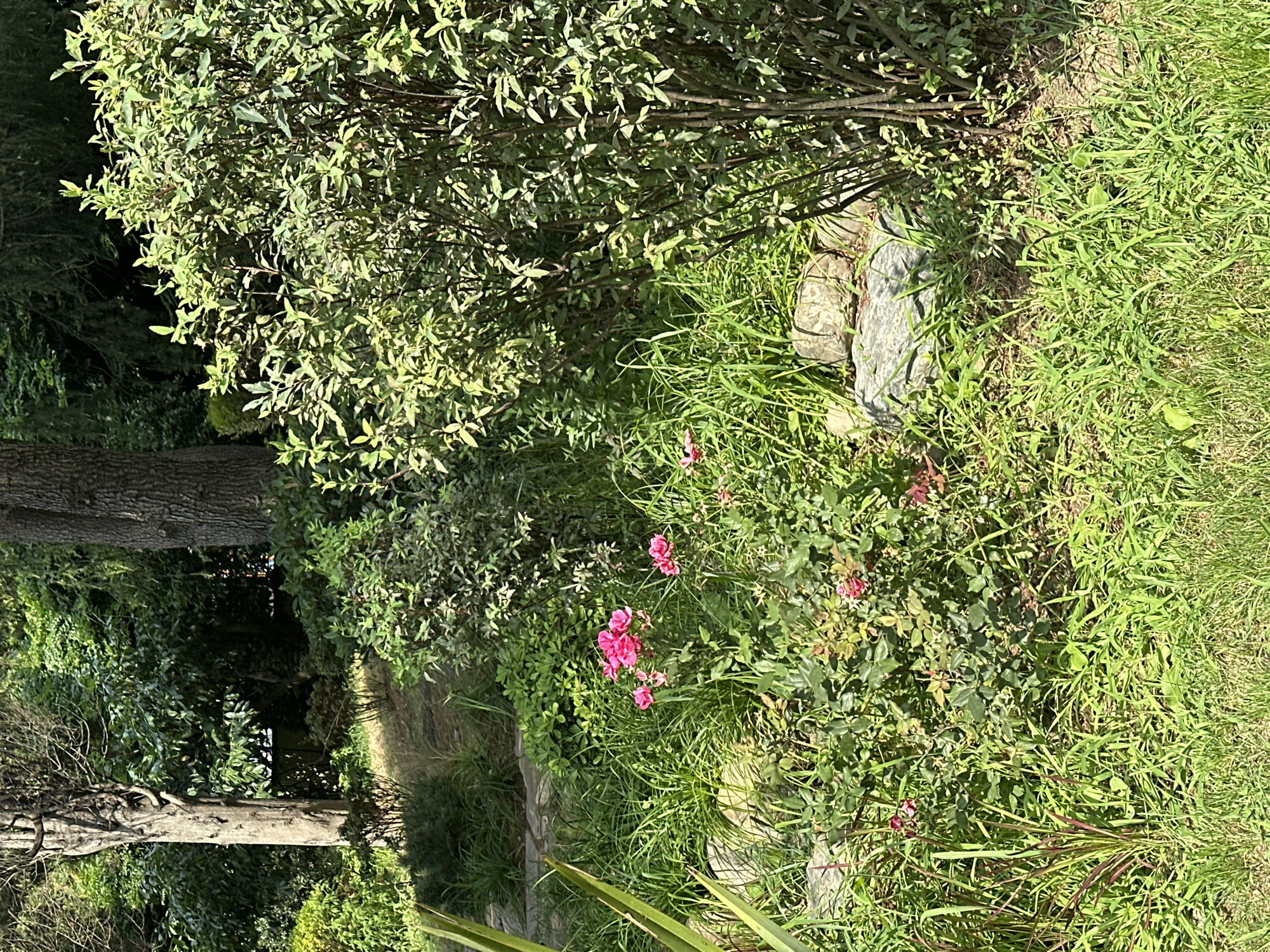 This is a medium-shot photograph of a garden scene, likely in Sochi, Russia, given the lush vegetation and temperate climate implied by the presence of roses. The image is dominated by greenery, with a variety of plants and trees filling the frame. In the foreground, a patch of bright pink roses blooms amidst tall, vibrant green grass. Several large, grey stones are interspersed with the foliage, suggesting a natural or landscaped setting. Behind the roses, a dense bush with smaller, darker green leaves is visible. Further back, two large trees with textured bark stand tall, their branches reaching towards the top of the frame, partially obscured by the foliage. The overall impression is one of a sunny, natural, and somewhat wild garden space. There are no people or animals present in the scene, and no discernible actions or interactions are taking place. The lighting suggests it is daytime, with sunlight casting shadows and highlighting the textures of the plants and trees.