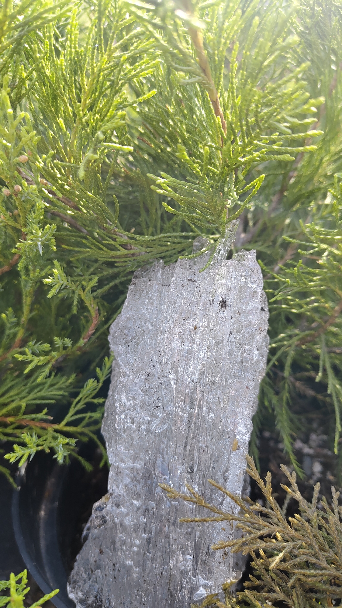A semi-opaque slab of ice, roughly rectangular, stands in front of a potted evergreen shrub. The slab shows vertical striations and inclusions. The evergreen shrub has green, scale-like leaves. A dark, cylindrical pot is partially visible behind the lower left of the ice slab. The environment appears to be outdoors in bright, diffused sunlight. The location is Krasnoyarsk, Russia. No people or interactions are visible.