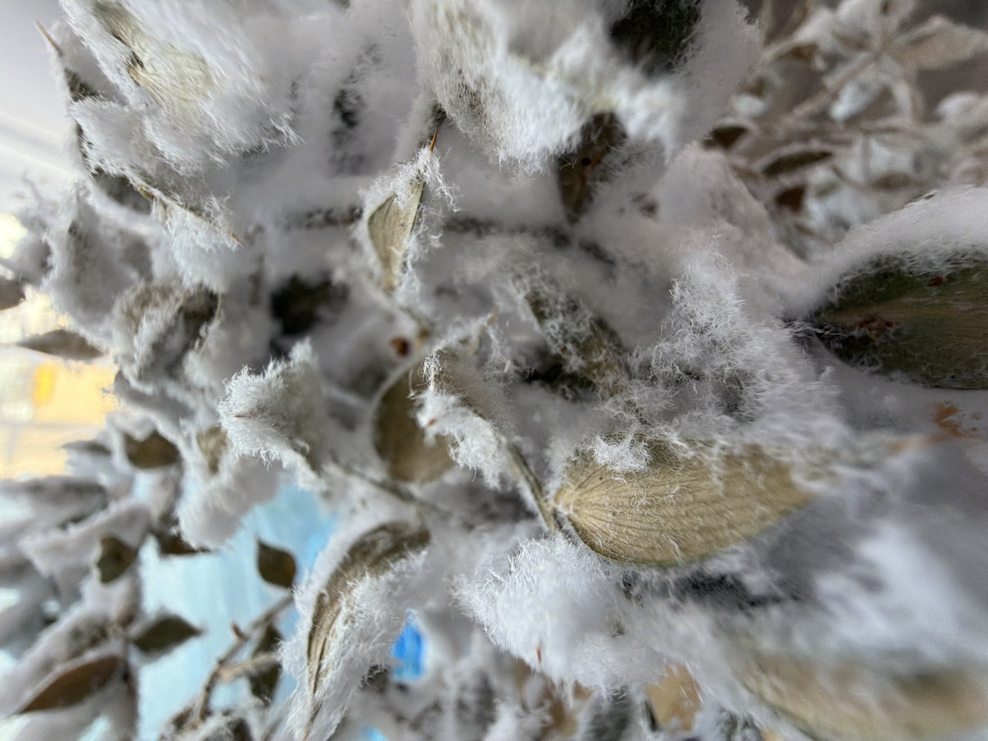 The image shows a close-up of foliage heavily covered with white, fluffy material, possibly artificial snow or a similar decorative substance. The leaves are mostly green and brown, partially obscured by the white covering. The background is out of focus, revealing hints of a light-colored wall and possibly a window with blue sky visible through it. The exact location in Chaikovsky, Russia, is not discernible from the image alone. There are no people present in the picture. The focus is on the tactile texture and visual contrast between the natural leaves and the artificial covering.