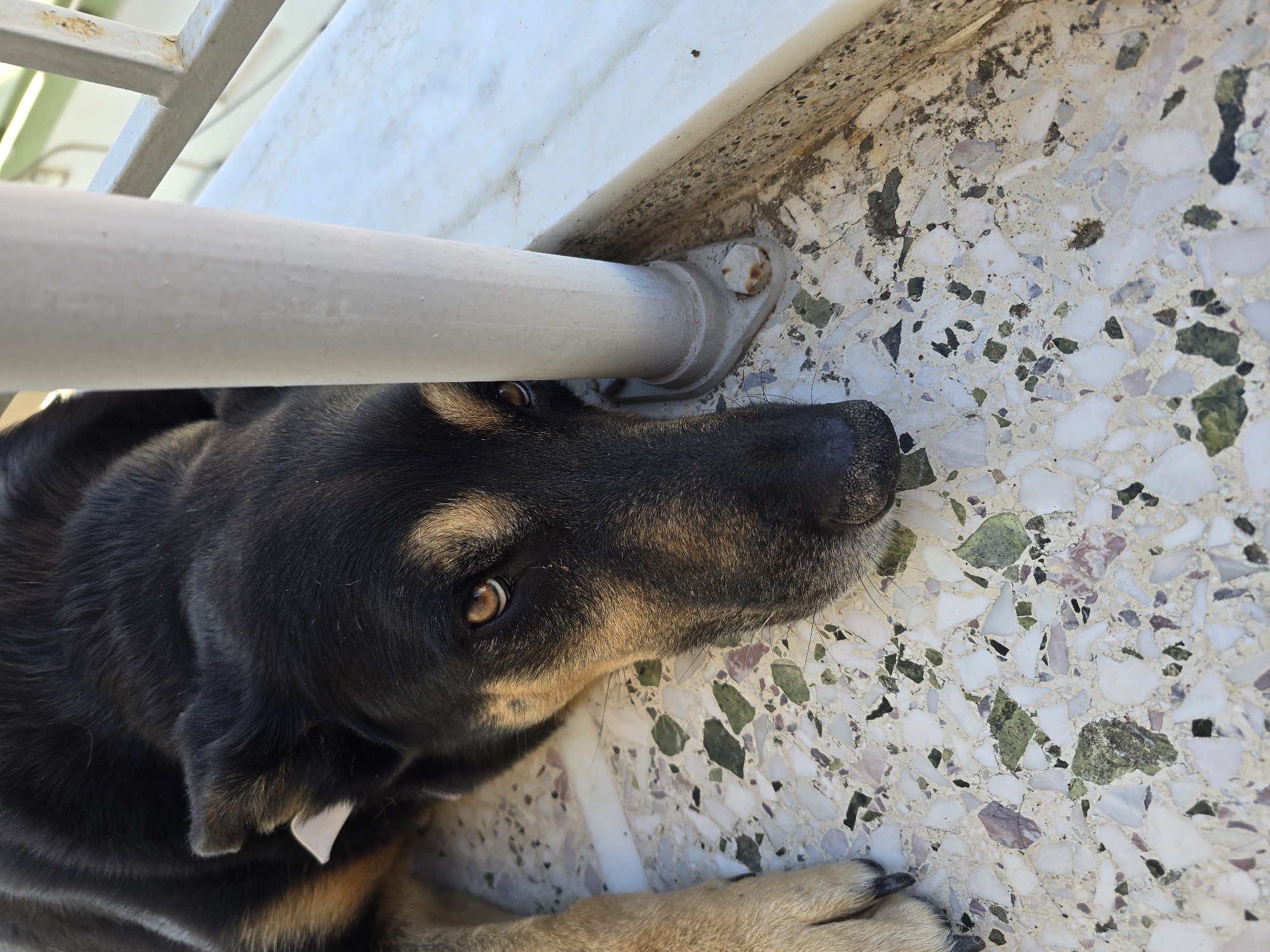 A medium shot captures a German Shepherd dog lying down, its head resting near a white pole that is bolted to a marble-like floor. The dog has black fur with tan markings on its face and legs. Its eyes are open, and it appears to be looking towards the viewer. A small white tag is attached to its left ear. The floor is a mosaic of white, green, and purple stone pieces. To the right of the pole, a white metal railing is visible, suggesting an outdoor setting, possibly a balcony or patio. The background shows a blurred green foliage and a light-colored wall. The scene is well-lit, indicating daylight. The location is identified as Agii Anargiri, Greece.