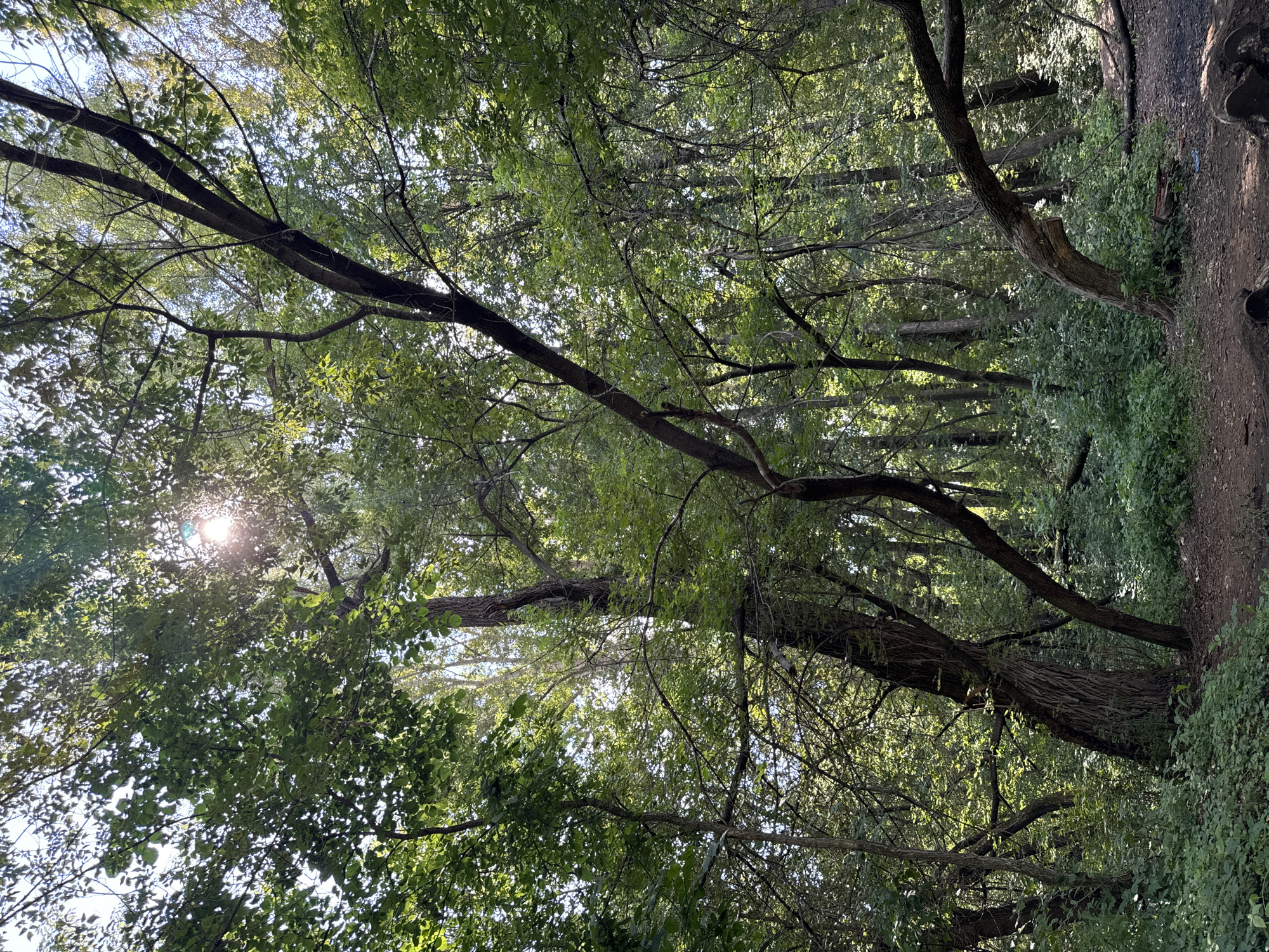 This is a vertical, medium-shot, eye-level photograph of a sun-dappled forest interior. The sun's rays filter through the dense canopy of green leaves, creating a bright glare in the upper left quadrant of the image. Several tree trunks of varying thickness and species dominate the scene, some with dark, rough bark and others with smoother, lighter exteriors. A path, appearing to be dirt and gravel, winds through the foreground and disappears into the dense undergrowth of green foliage and small plants. The overall impression is one of a natural, undisturbed wooded area. The specific location in Ufa, Russia, is not identifiable from the visual information provided in the image. There are no people, animals, or man-made structures other than the path visible in the photograph.