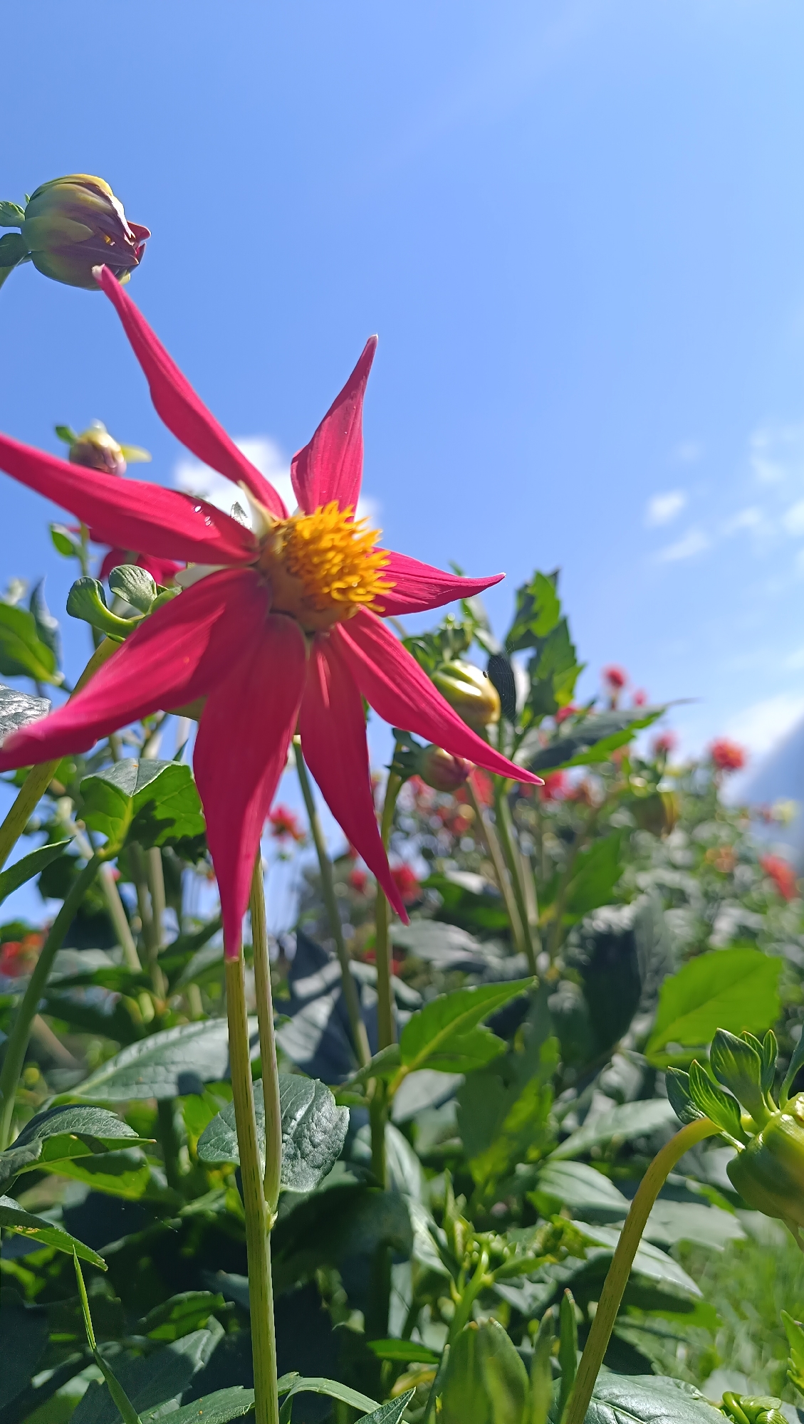 A close-up, low-angle shot features a vibrant red, star-shaped flower in the foreground, its yellow center stark against the bright blue sky. The flower's petals are thin and pointed, some catching the sunlight. Behind it, a field of similar flowers and green foliage stretches into the background, with some buds visible. The sky is clear except for a few wispy white clouds. The scene is likely a garden or park in Karsha, Russia, given the context.