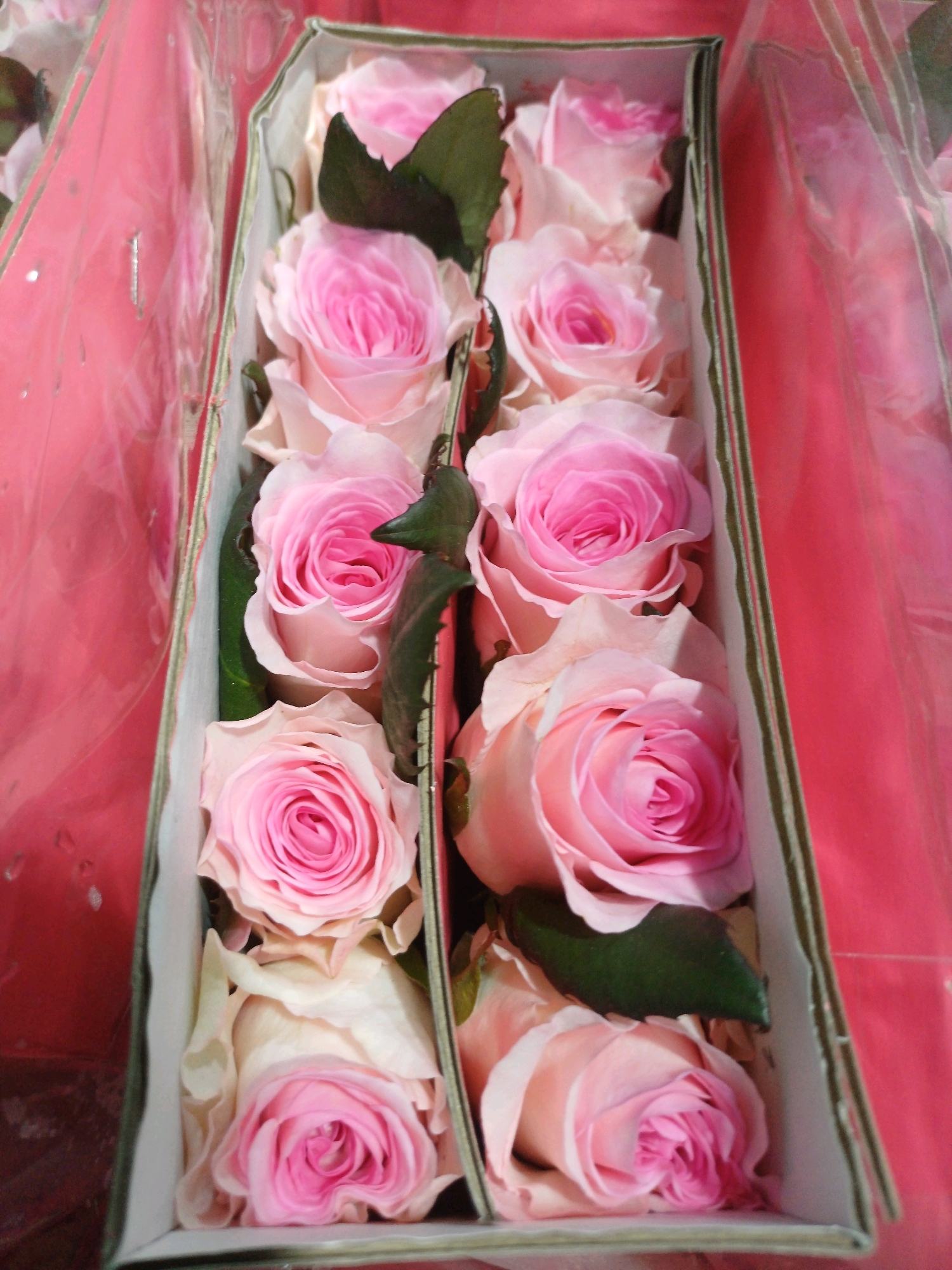 The image displays a close-up, top-down view of a bouquet of pink roses arranged in a white and green cardboard box. The roses, in various stages of bloom, are predominantly a soft pink hue with some lighter, cream-colored petals. Dark green leaves are interspersed among the flowers. The bouquet is positioned within a larger, reflective pink packaging, suggesting it is part of a gift or retail display. The overall scene is brightly lit, with no specific identifying landmarks to indicate a location in Kuala Lumpur, Malaysia. There are no people or actions depicted in the image.