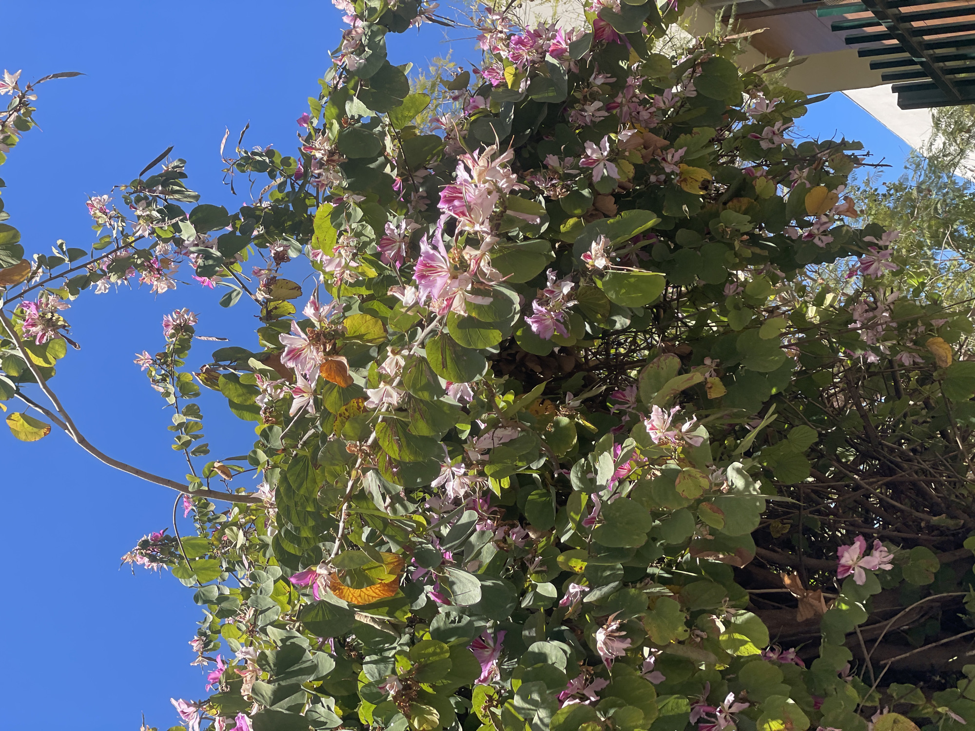 The image captures a vibrant flowering plant, likely a species of Bauhinia (Orchid Tree), with its lush foliage and blossoms set against a clear blue sky. The plant occupies the majority of the frame, showcasing numerous pink and white flowers, each with distinctive striped patterns and prominent stamens. Its leaves are a vibrant green, with some showing hints of yellow or brown, and are characteristically bilobed. Several long, narrow seed pods are also visible among the leaves, indicating the plant's growth cycle.
The scene depicts no human activity, focusing solely on the natural beauty of the plant. The bright, uniform blue sky and the strong shadows suggest it is daytime, under clear, sunny weather conditions. In the upper right quadrant of the original image, and more clearly in some crops, parts of a modern building structure are visible, including white walls and dark horizontal beams, possibly indicating a pergola or roof eaves. This suggests an urban or suburban setting. No text is visible in the image.
The visual evidence of the plant species, combined with the provided location context of Raanana, Israel, is consistent with common flora found in the region.