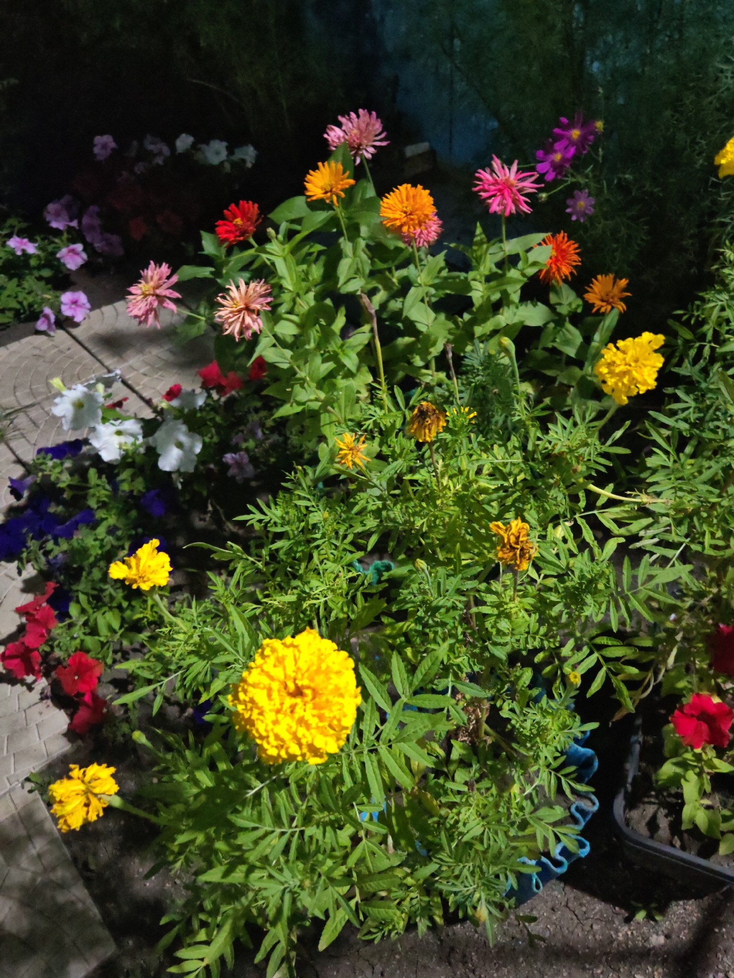 This is a photograph of a flower bed at night, likely in Kokshetau, Kazakhstan. The image features a variety of colorful flowers, including bright yellow marigolds in the foreground, pink and orange zinnias, red petunias, and purple cosmos. Some of the flowers appear wilted or dried. The flower bed is situated near a paved walkway. The background is dark and out of focus, suggesting it is nighttime and possibly in a garden or park. There are no people or animals visible in the image.
