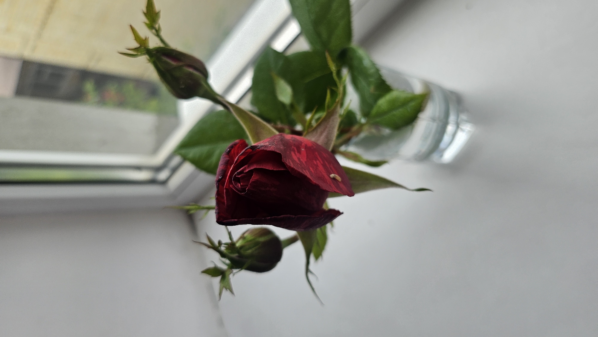 A close-up shot focuses on a dark red rose, partially bloomed, with a hint of darker red or black streaking across its petals. The rose is held in a clear glass, filled with water, visible in the upper right of the frame. Several green leaves surround the rose, and two buds, one dark green and the other a lighter green with reddish tips, are also visible, one above and one below the main bloom. The background is a bright, softly lit surface, possibly a wall or table, with a blurred window frame in the upper left corner, suggesting an indoor setting, perhaps by a window. The overall lighting is soft and diffused, and there are no visible signs of people or specific activities. The image conveys a sense of quiet stillness, highlighting the delicate beauty of the rose.