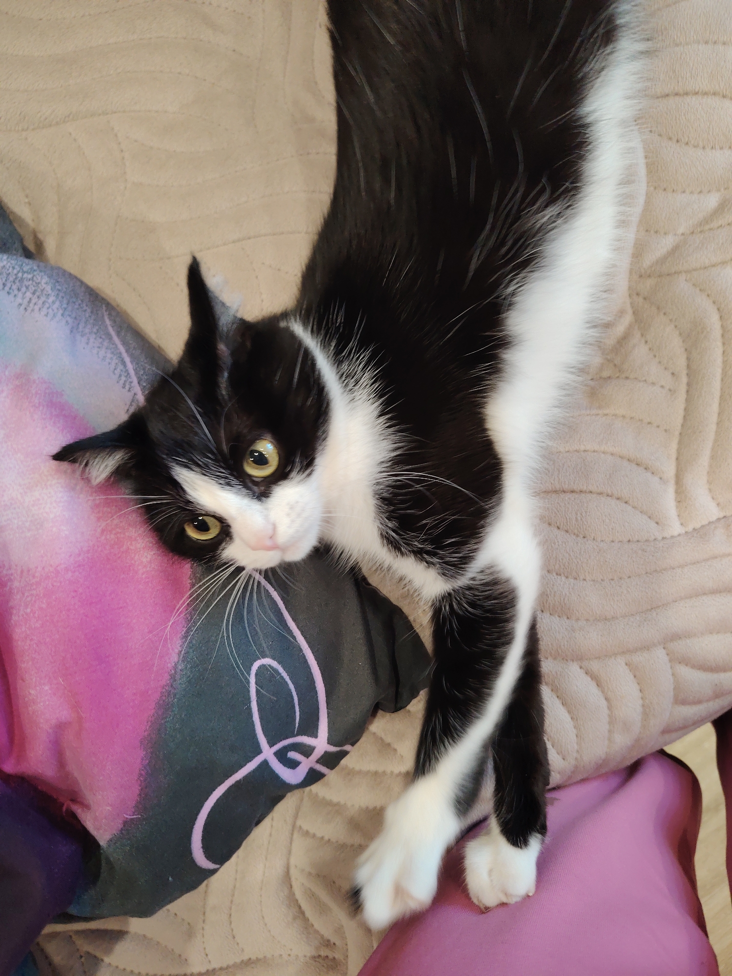 A black and white cat with yellow eyes lies on a multi-colored pillow and a beige textured surface. The cat's body stretches diagonally across the frame, with its head resting on the pillow. The location is Unknown, Unknown.