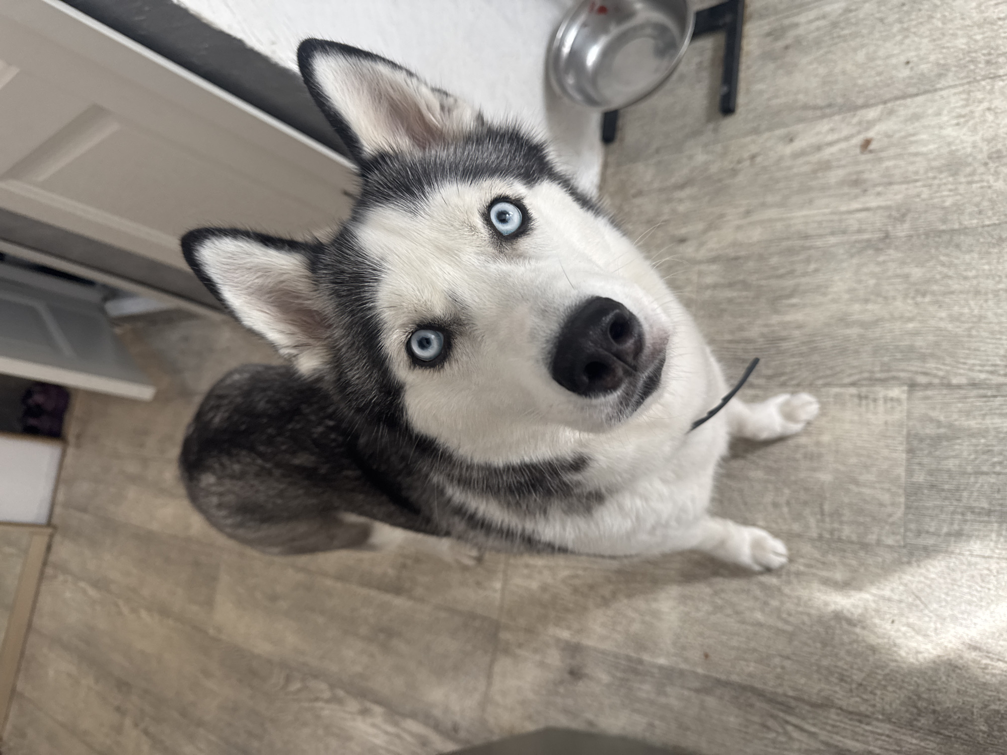 A husky dog with striking blue eyes is looking directly at the camera, positioned on a light-colored wooden floor. The dog's fur is a mix of black, white, and gray. To the right of the dog, a metallic pet bowl is visible. The background shows parts of a doorway and a hint of furniture. The scene appears to be indoors, possibly in a home. There is no information in the image to suggest a location in Tolyatti, Russia.