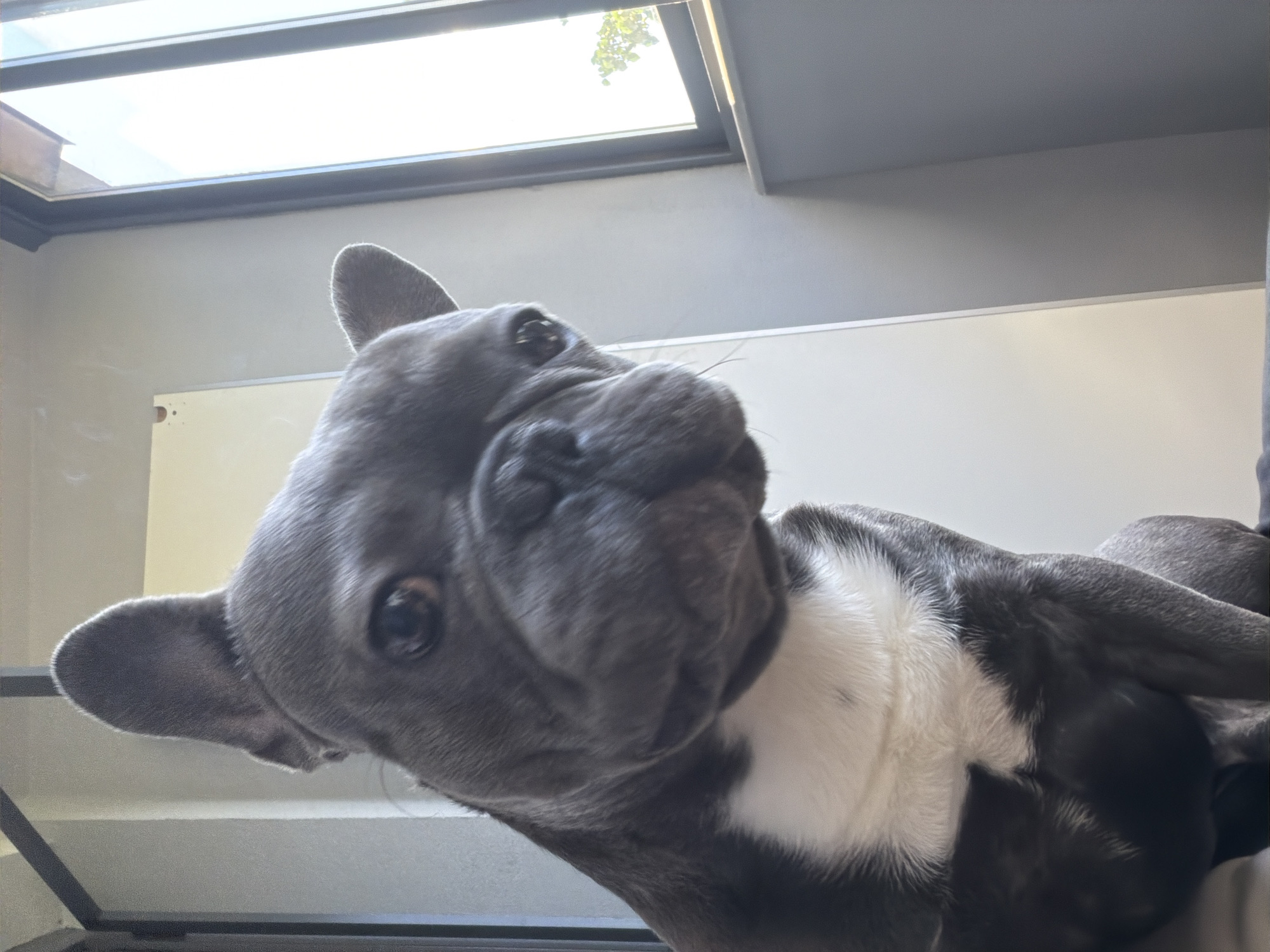 A close-up, low-angle shot shows a French Bulldog with grey fur and a white chest. The dog is looking upwards towards the camera, with its head tilted slightly. The dog's ears are erect, and its eyes are dark brown. The background features a window with bright light coming through, a plain white door or wall on the left, and a grey wall on the right. The setting appears to be indoors, possibly a home or an office in the city of Ruse, Bulgaria. No people are visible in the image.