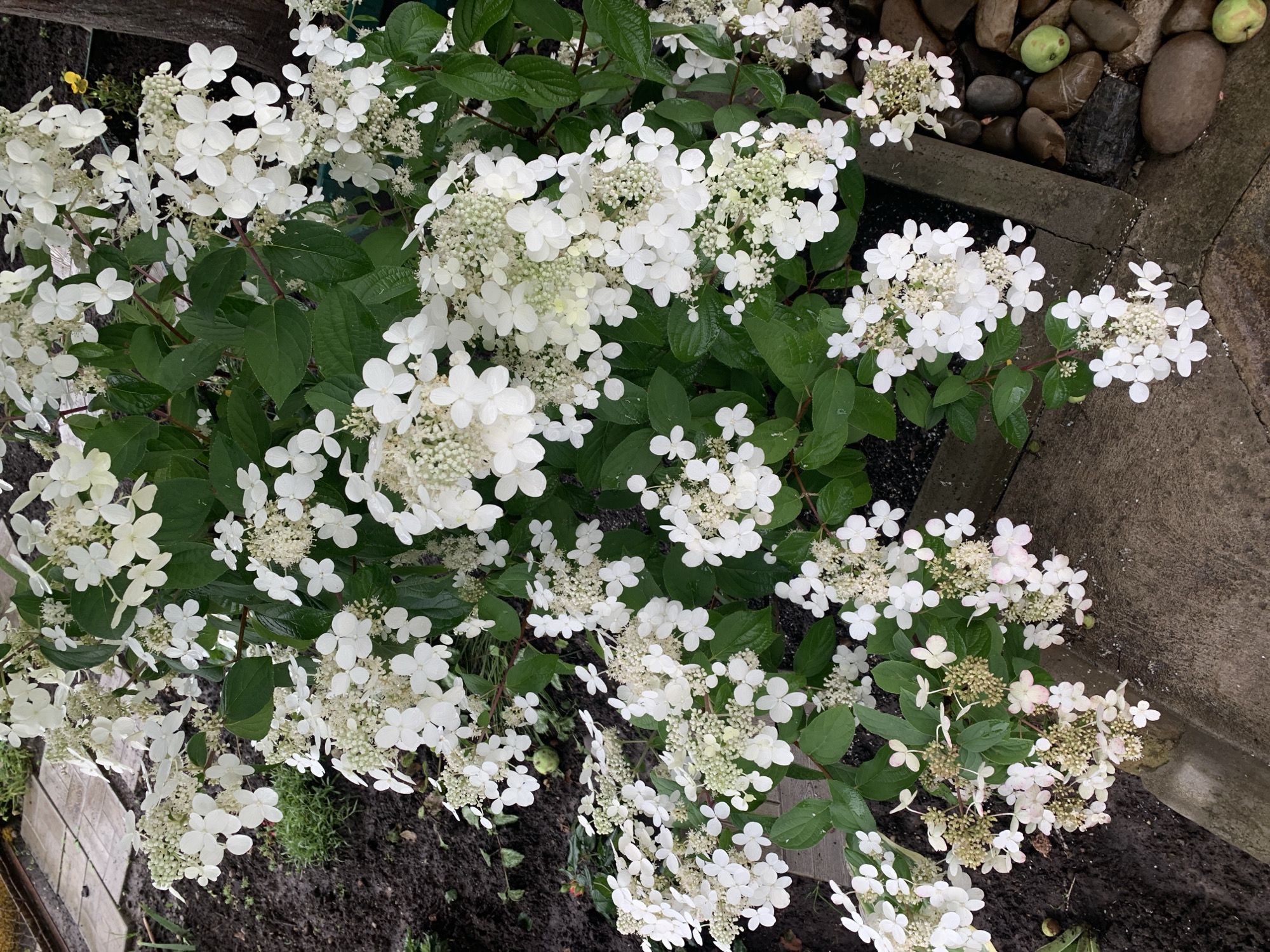 The image shows a close-up of a blooming white hydrangea bush in an outdoor setting. The flowers are clustered in large, conical panicles, with individual florets being small and star-shaped. Some of the flowers appear to be tinged with pink. The bush has dark green, glossy leaves. In the background, there is dark soil, some small green plants, and what appears to be a pathway made of light-colored pavers. To the right, a portion of a wooden structure and some large, smooth stones are visible. There are also a couple of small green fruits scattered on the ground near the stones. The scene suggests a garden or yard. There is no indication of the city of Dubnik, Russia, or any people.